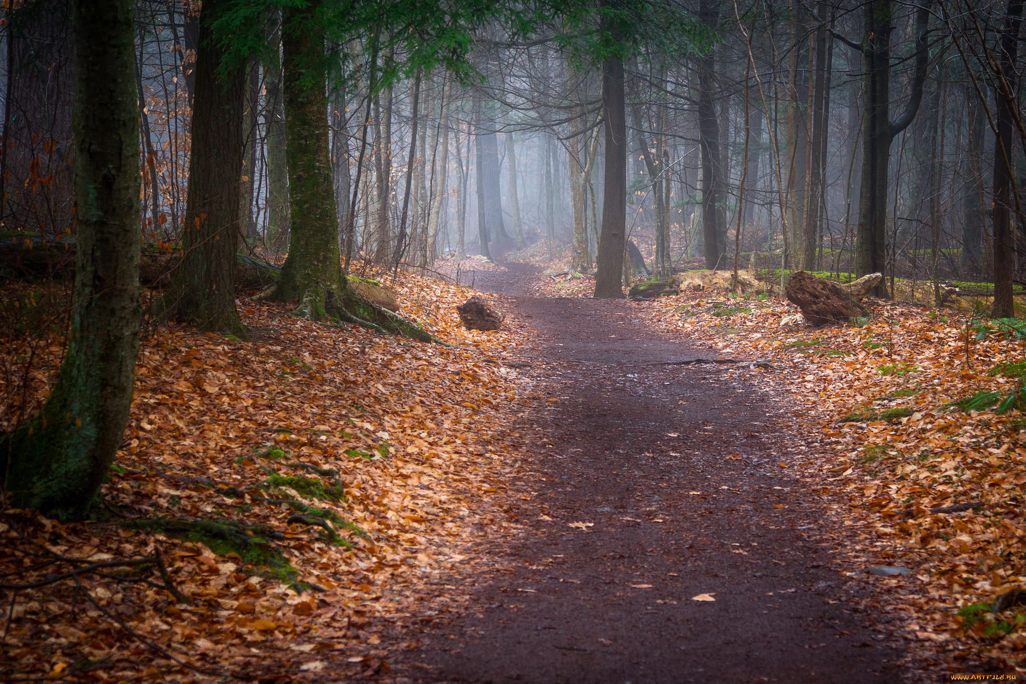 природа, дороги, простор