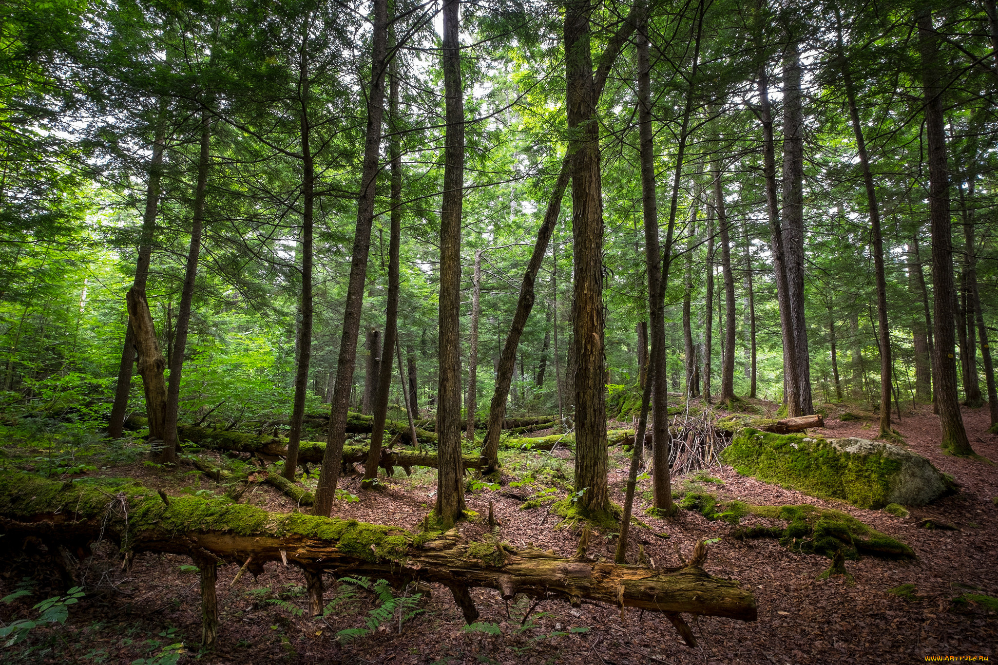 природа, лес, простор