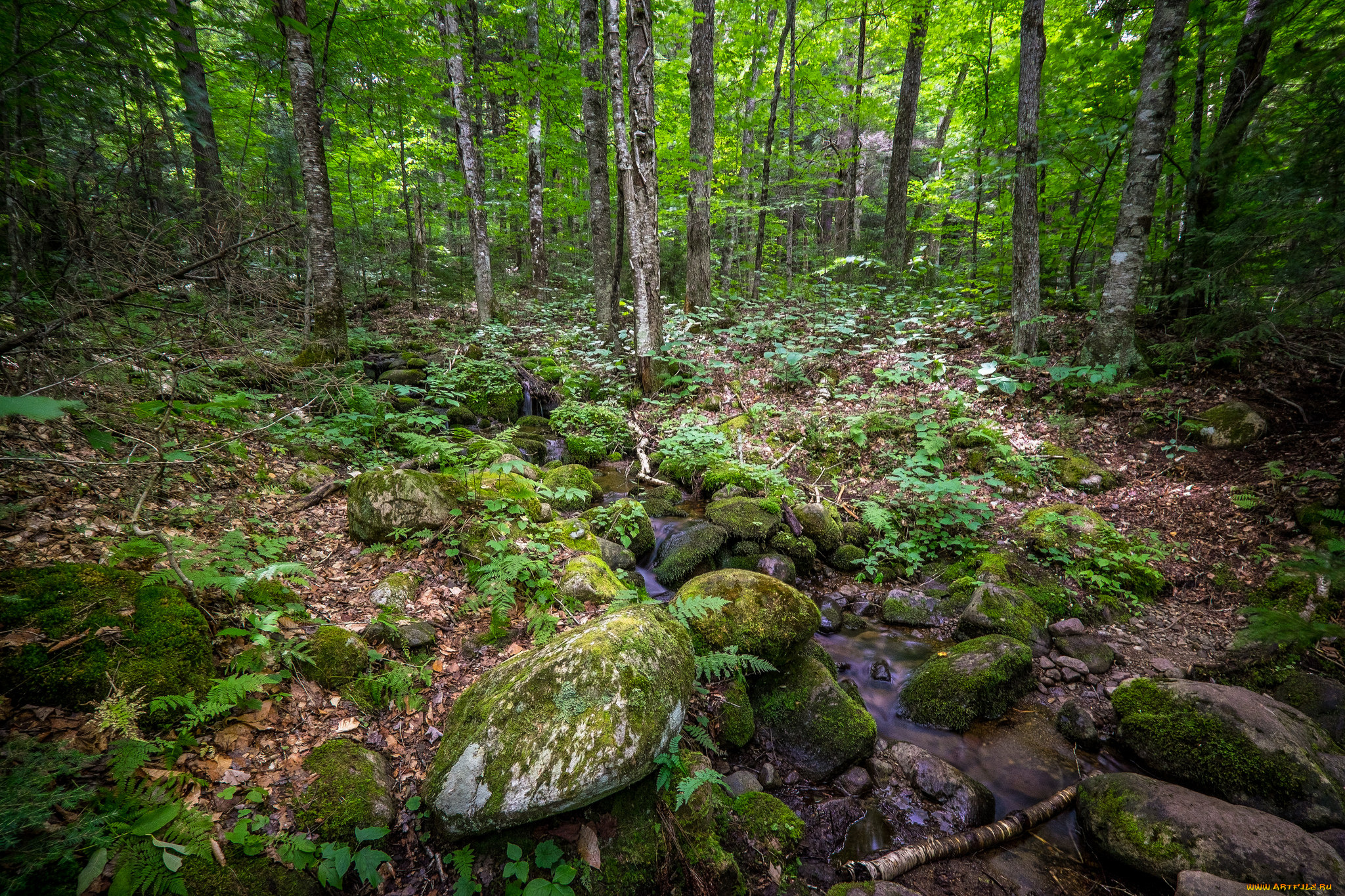 природа, лес, простор