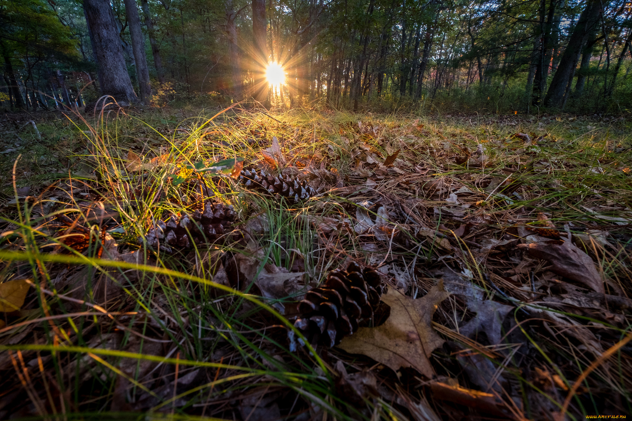 природа, лес, простор