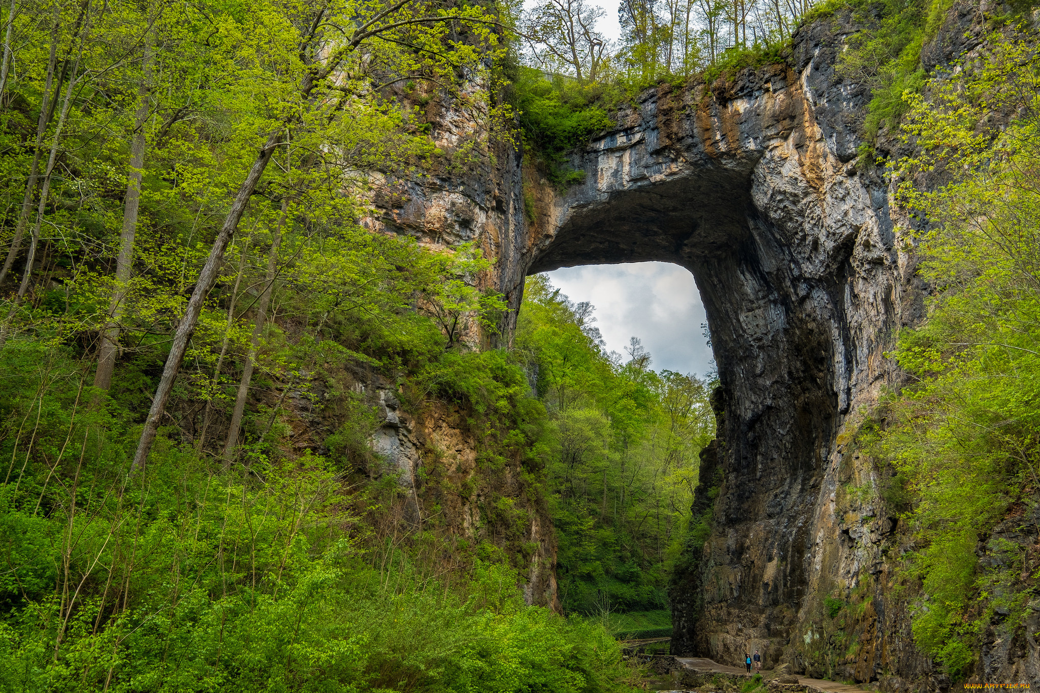 природа, лес, простор