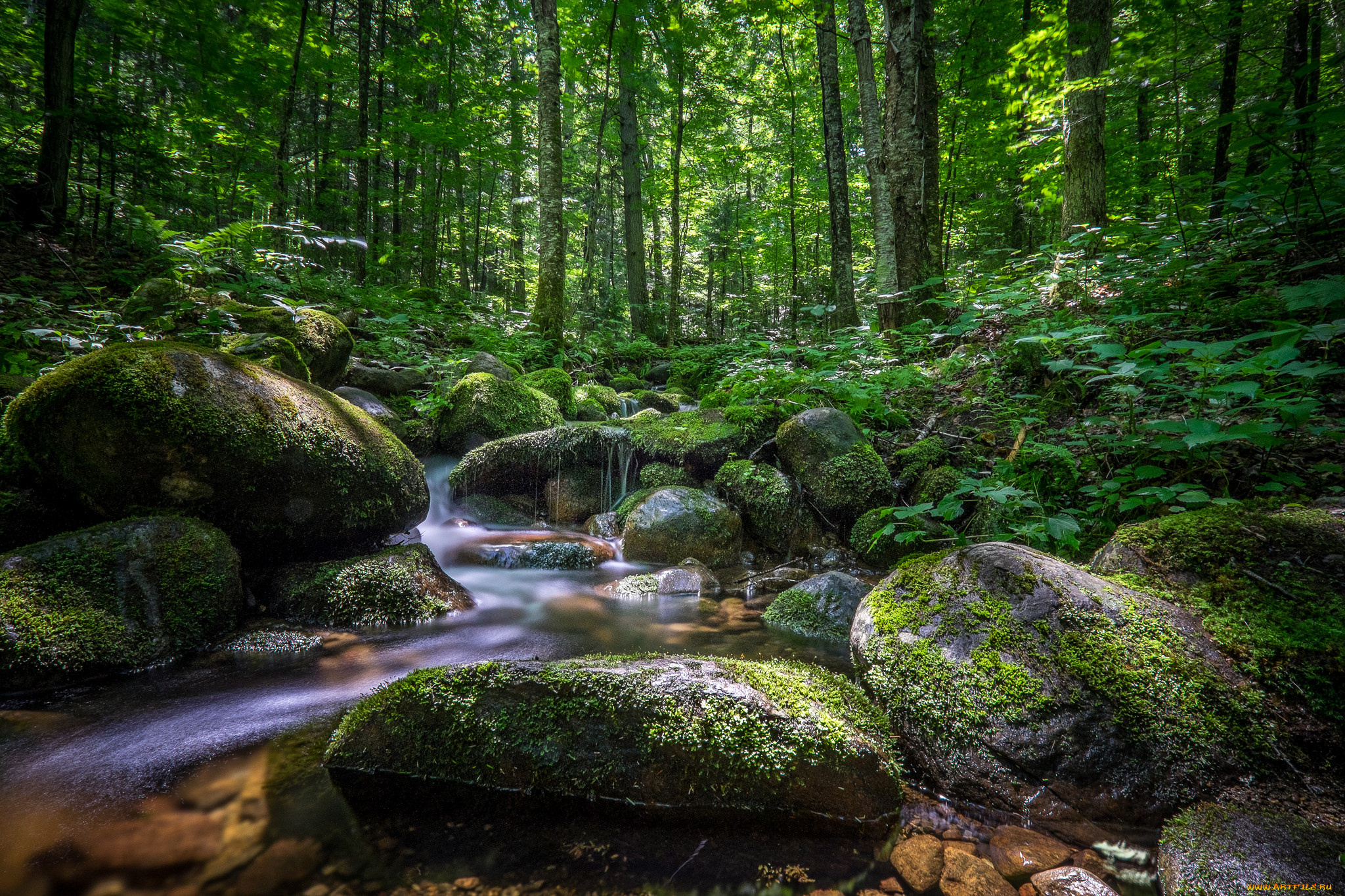 природа, реки, озера, река, лес