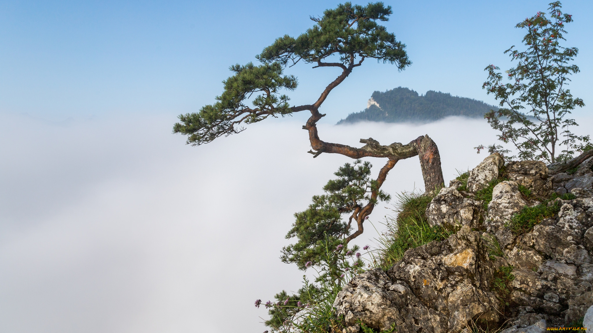 природа, деревья, простор