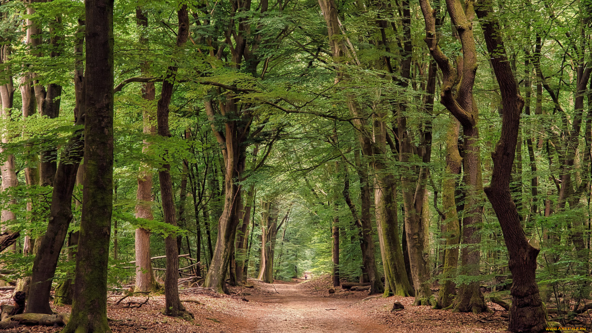 природа, дороги, простор