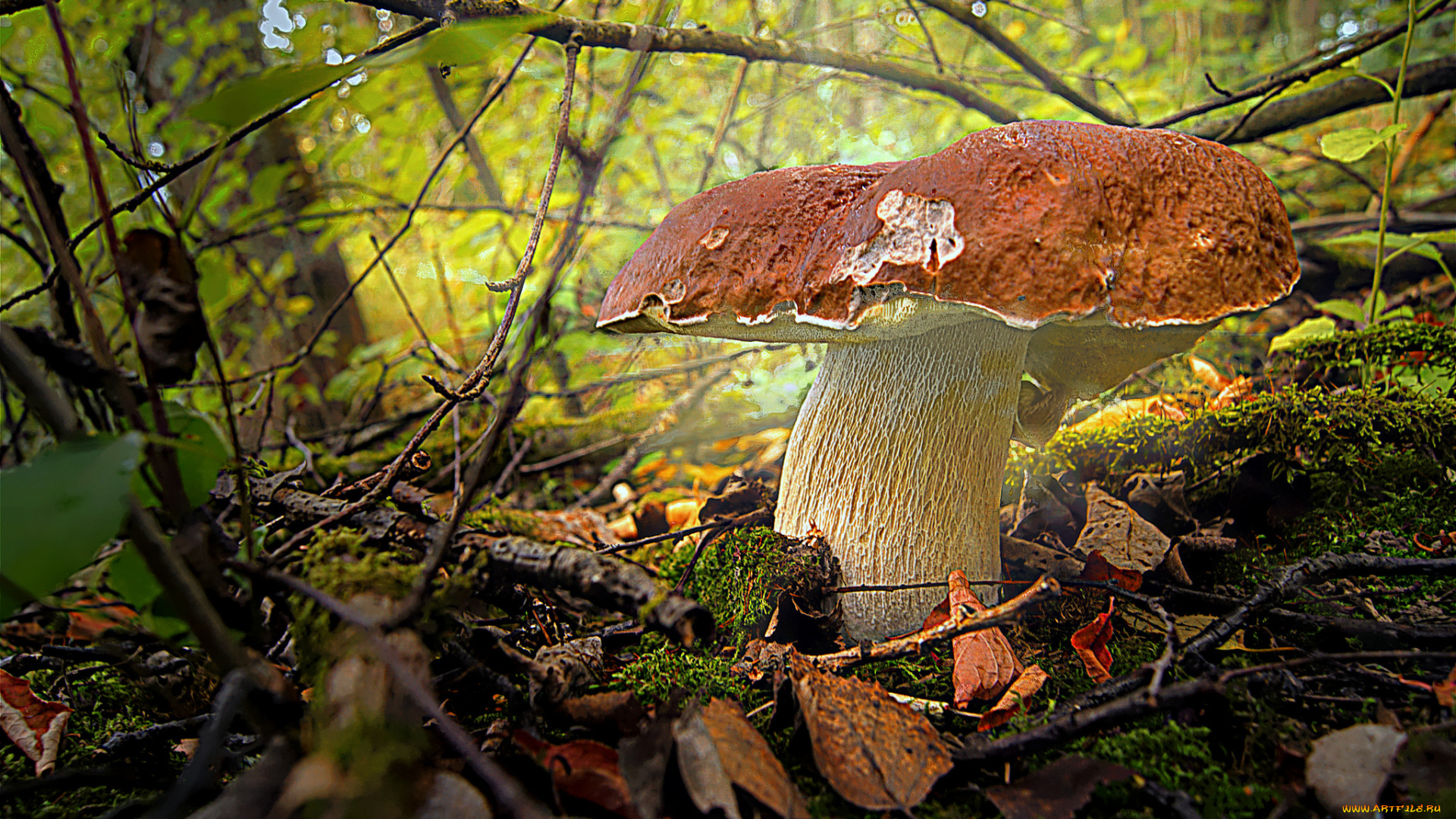 природа, грибы, боровик