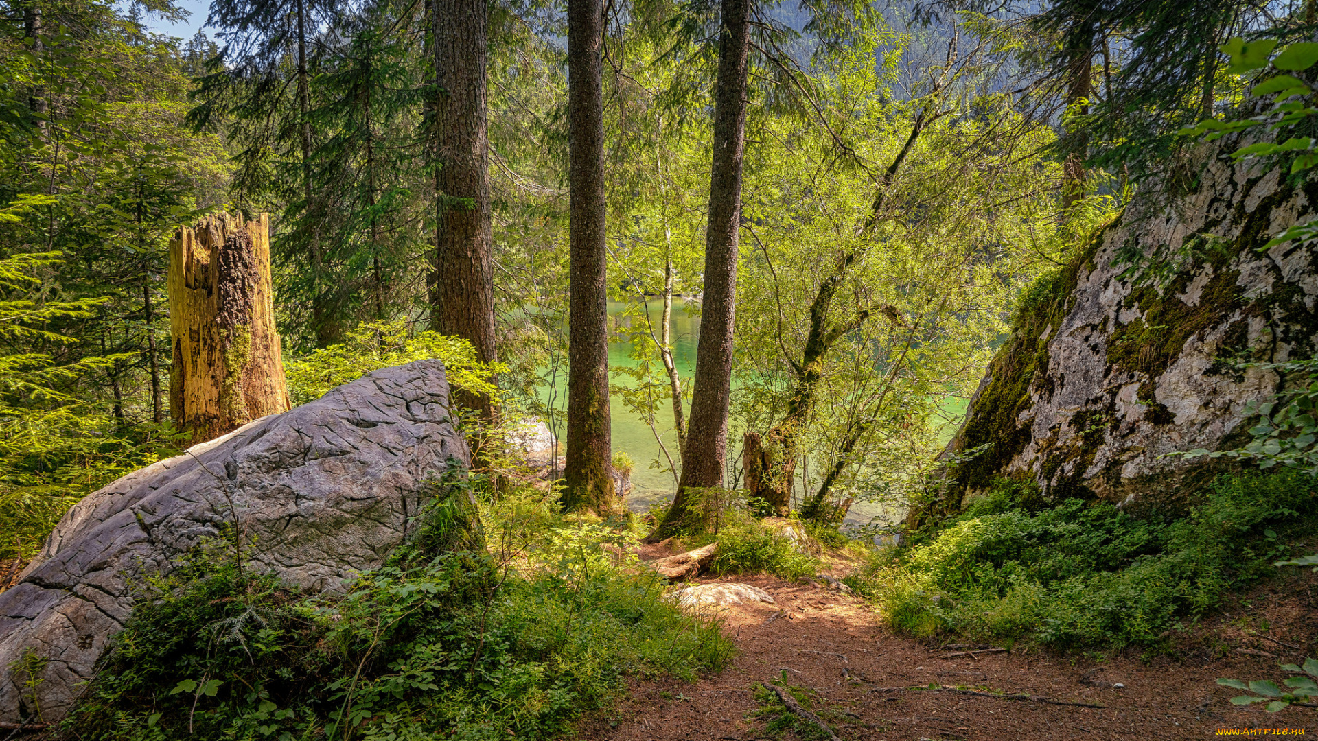 природа, лес, простор