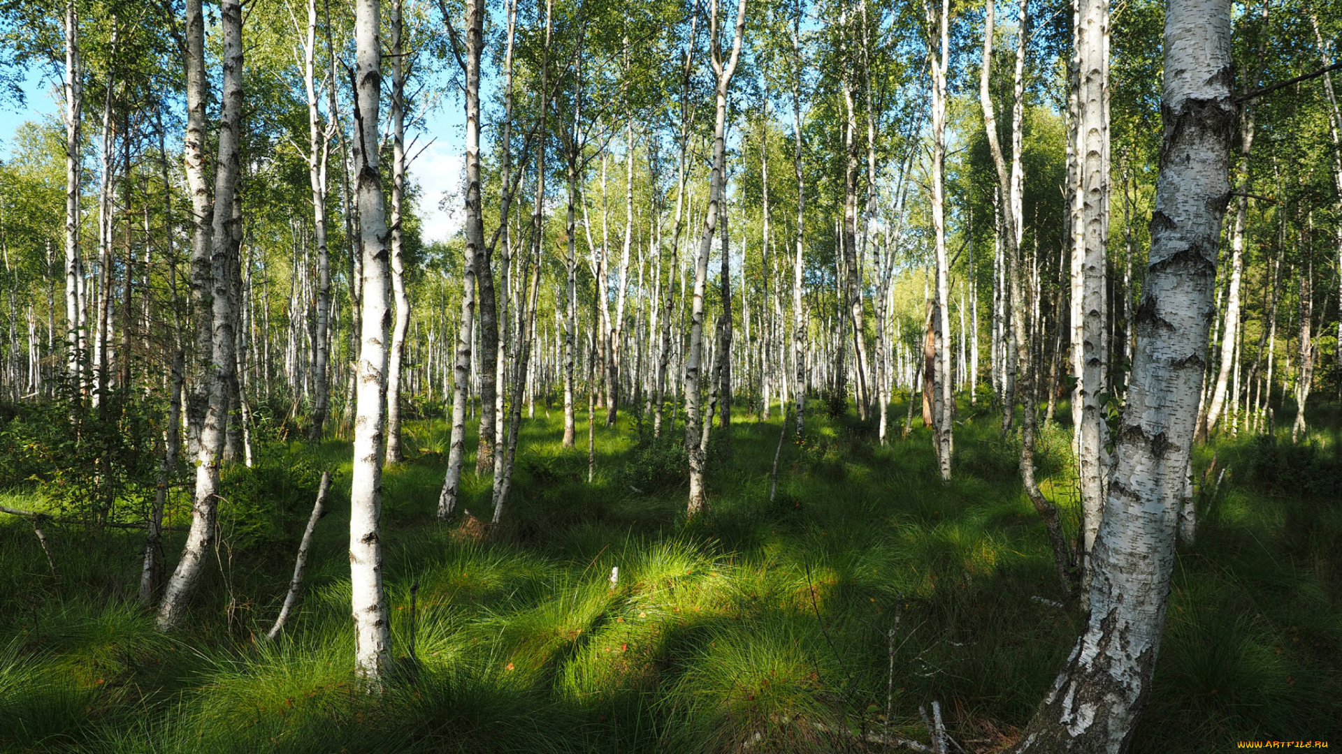 природа, лес, простор