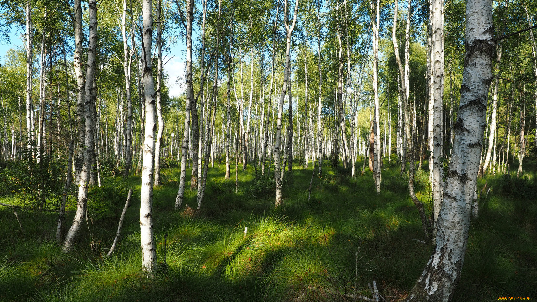 природа, лес, простор