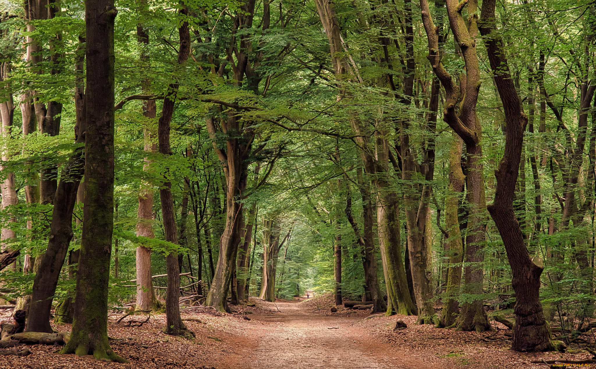 природа, дороги, простор