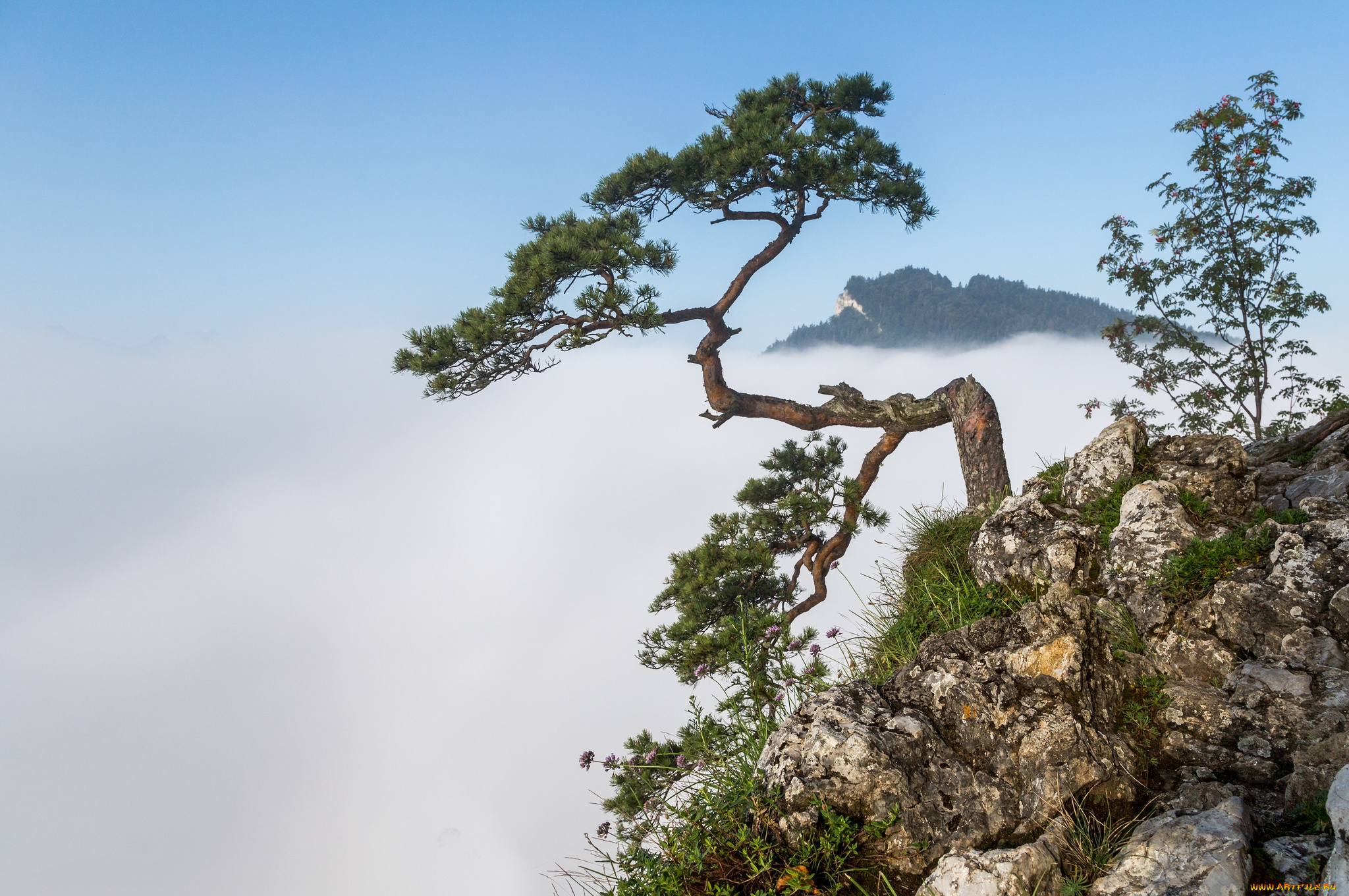 природа, деревья, простор