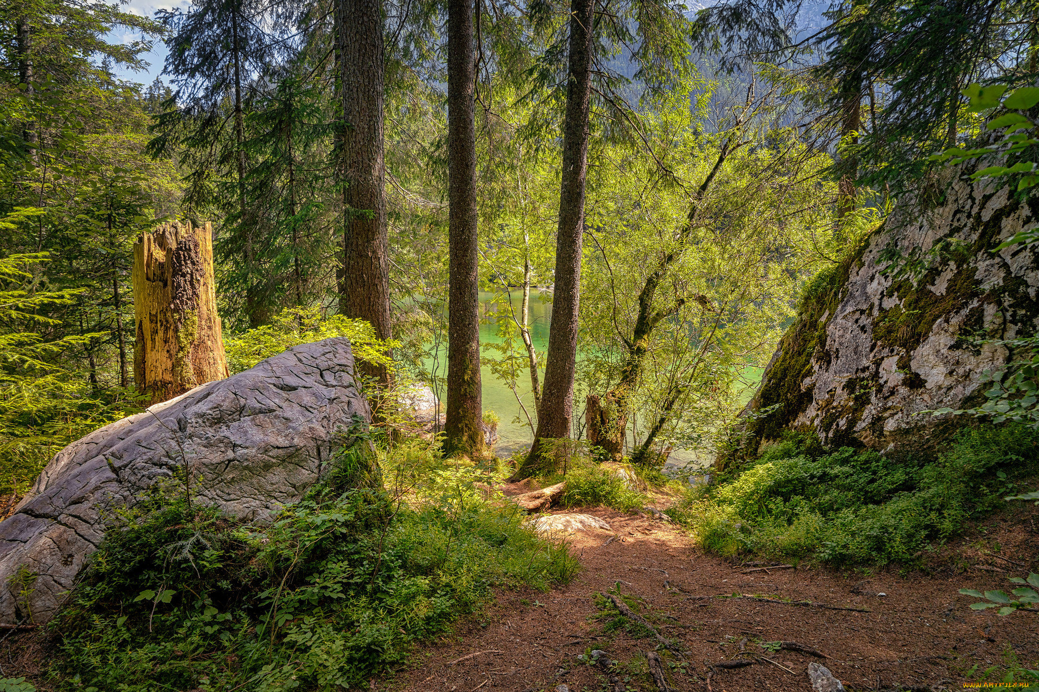 природа, лес, простор