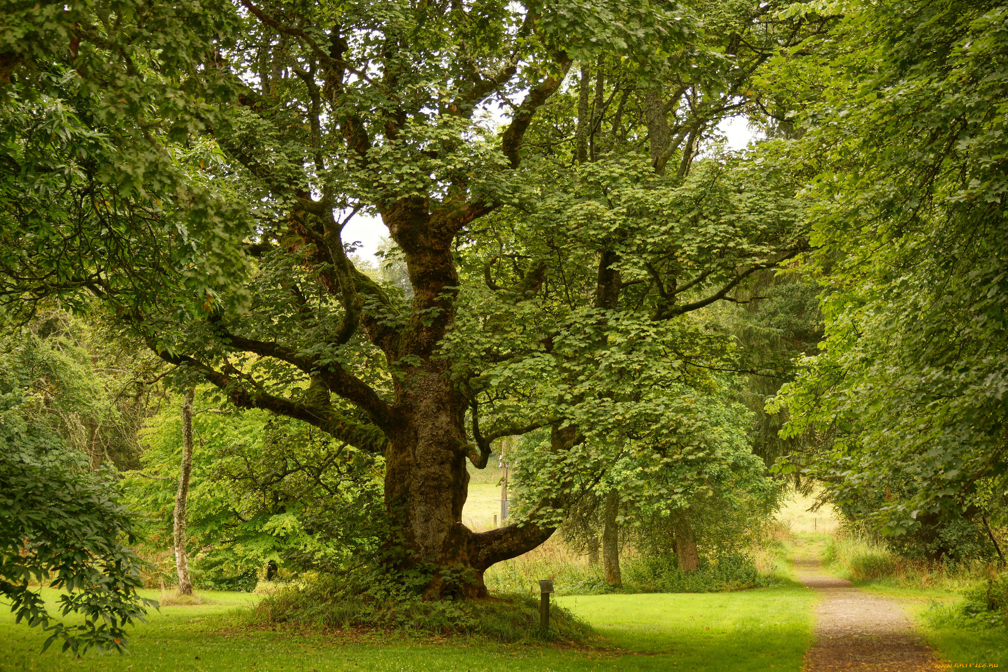 природа, деревья, простор