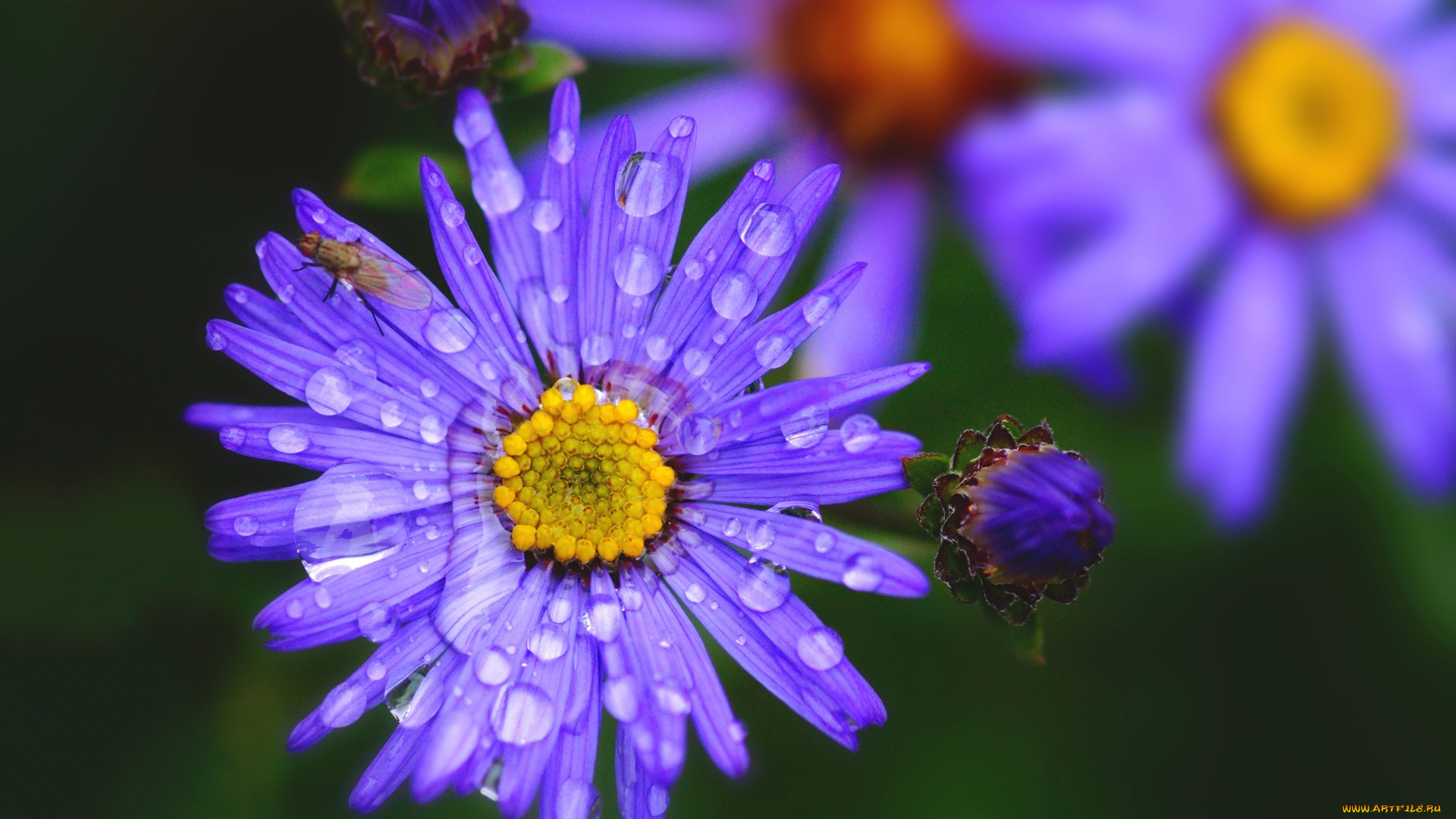 цветы, астры, лиловые, макро, капли