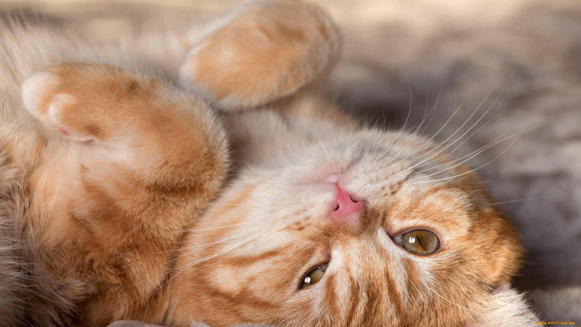 животные, коты, кот, кошка