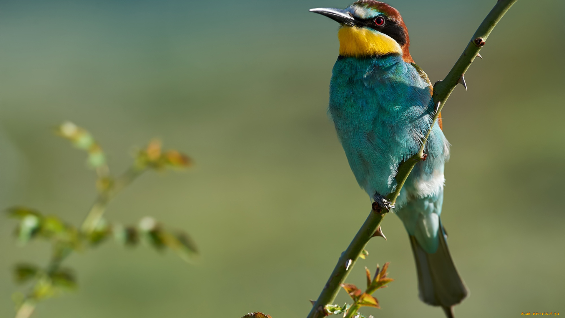 животные, щурки, , пчелоеды, птичка