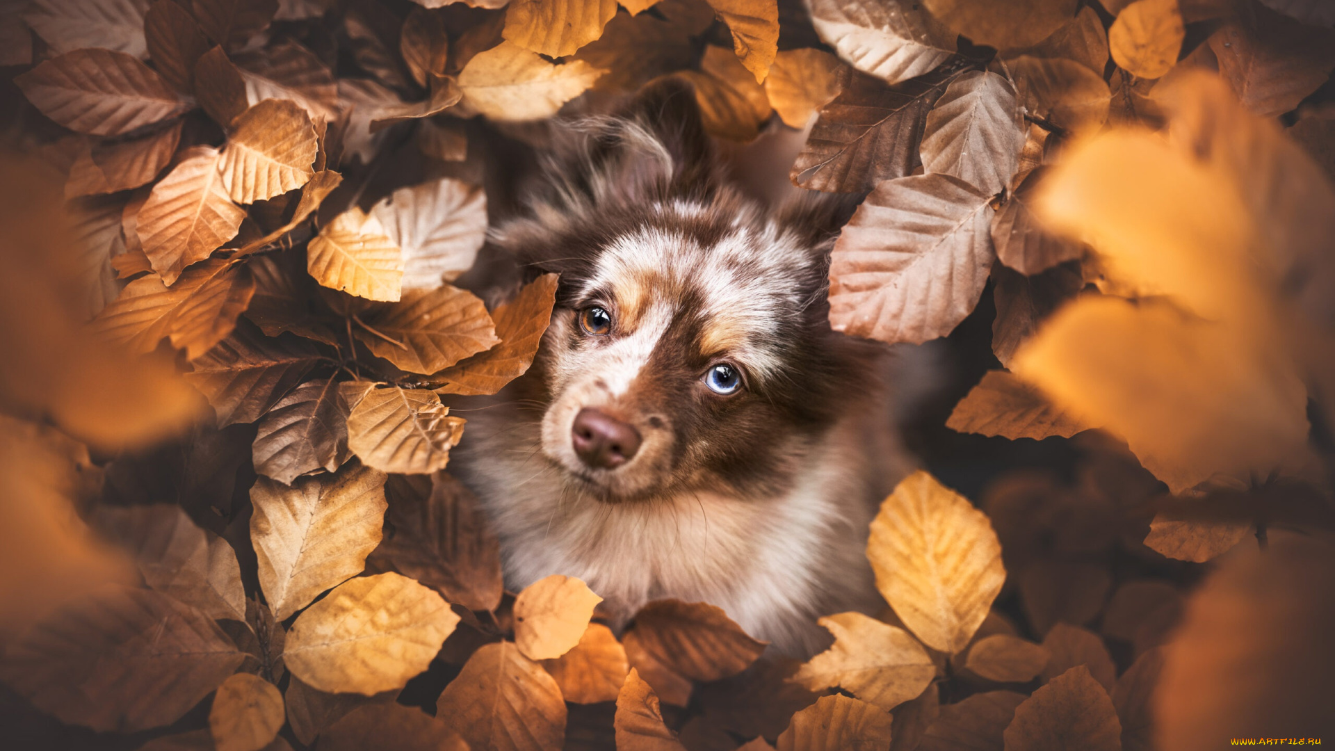 животные, собаки, собака