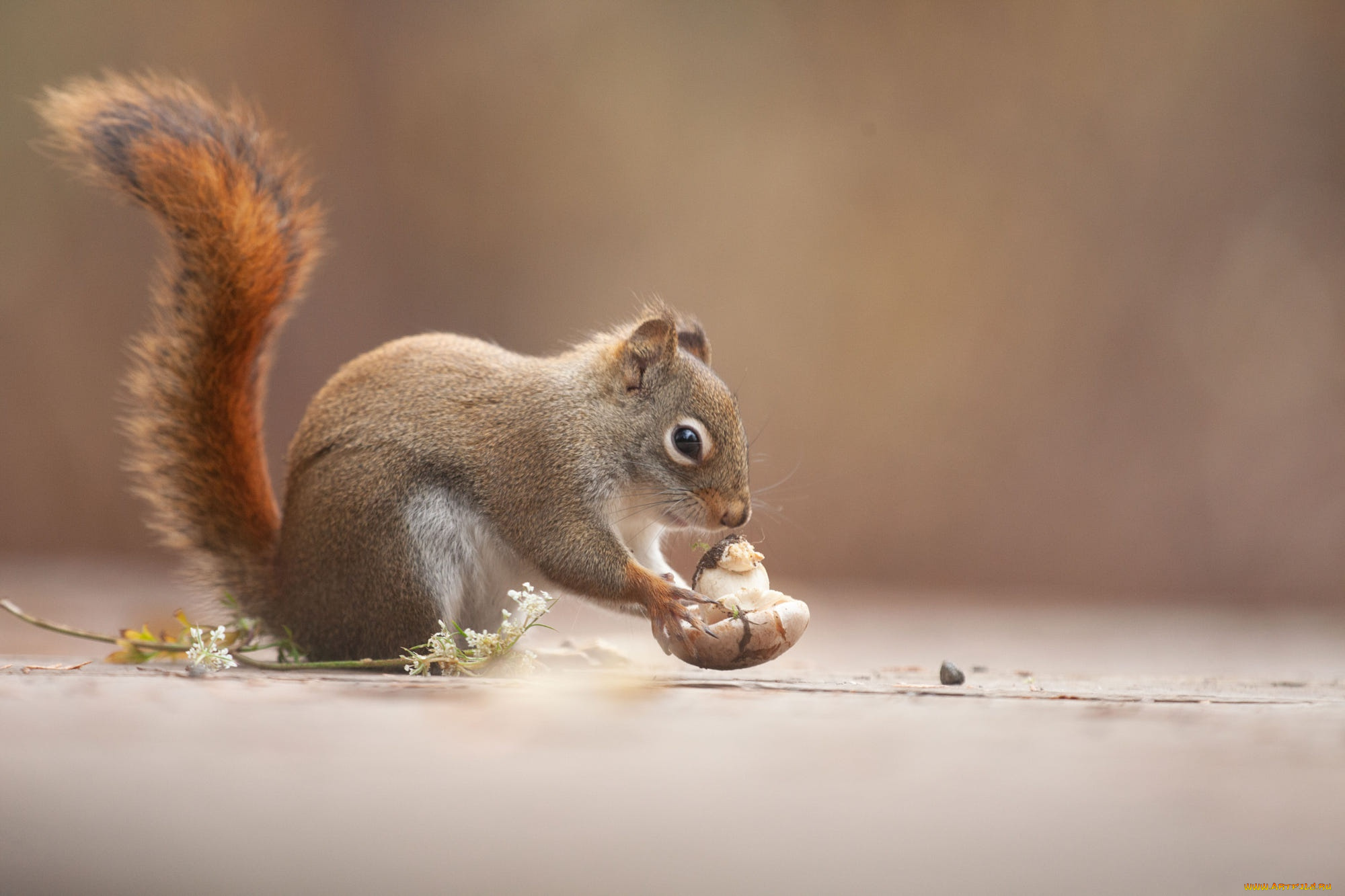 животные, белки, белка