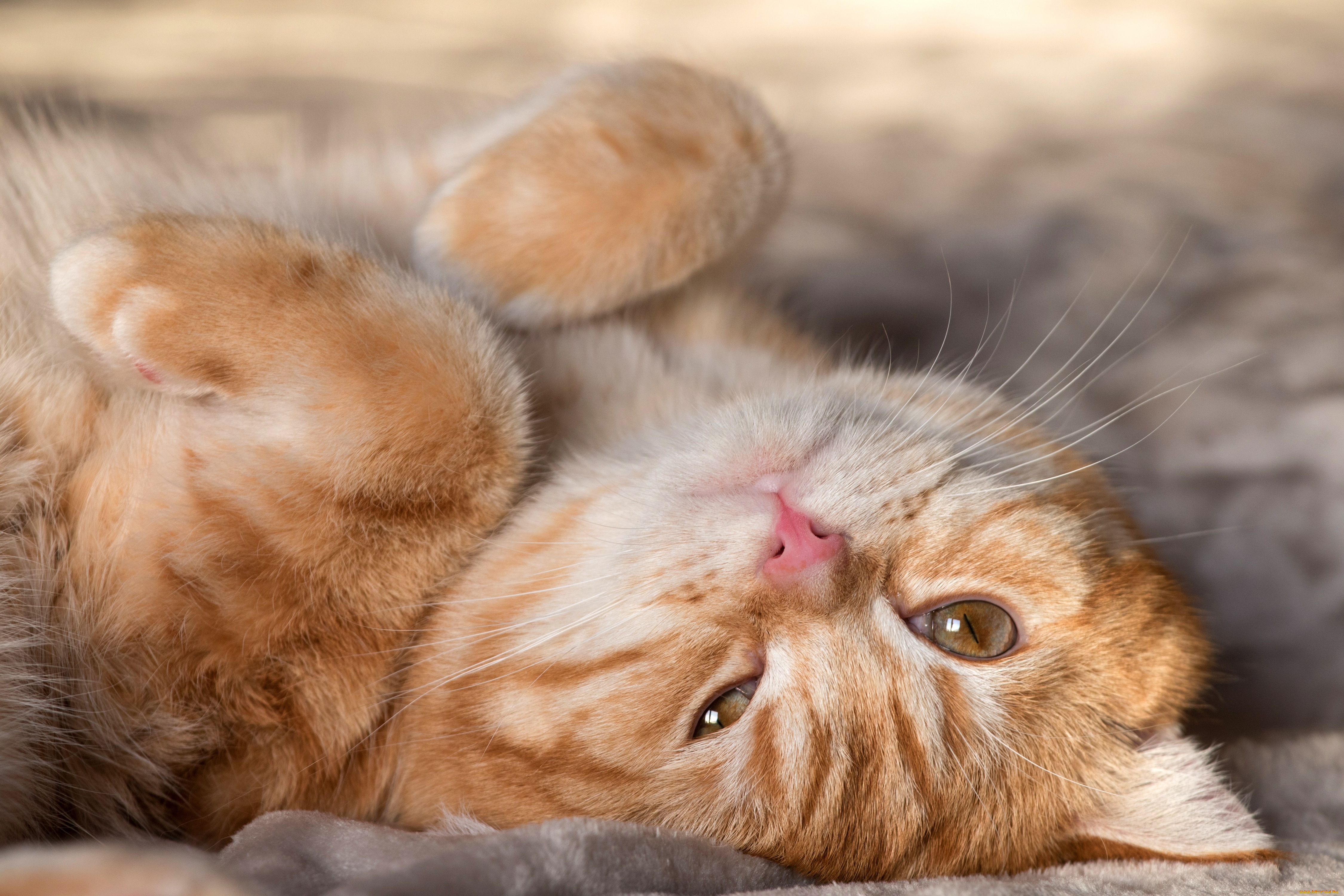 животные, коты, кот, кошка