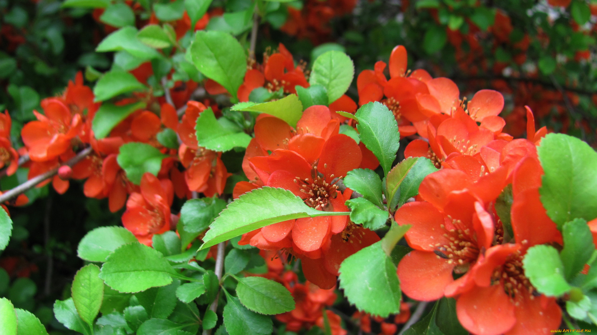 цветы, айва, алый