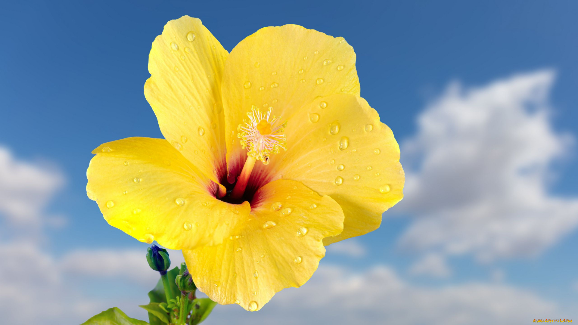 цветы, гибискусы, желтый, гибискус, макро