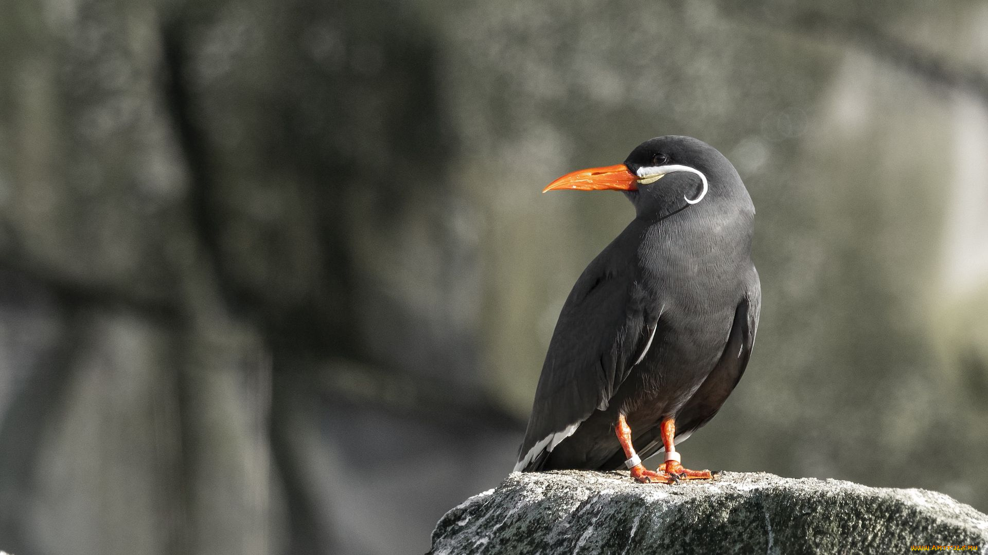 крачка-инка, животные, птицы, птица, фауна, дикая, природа