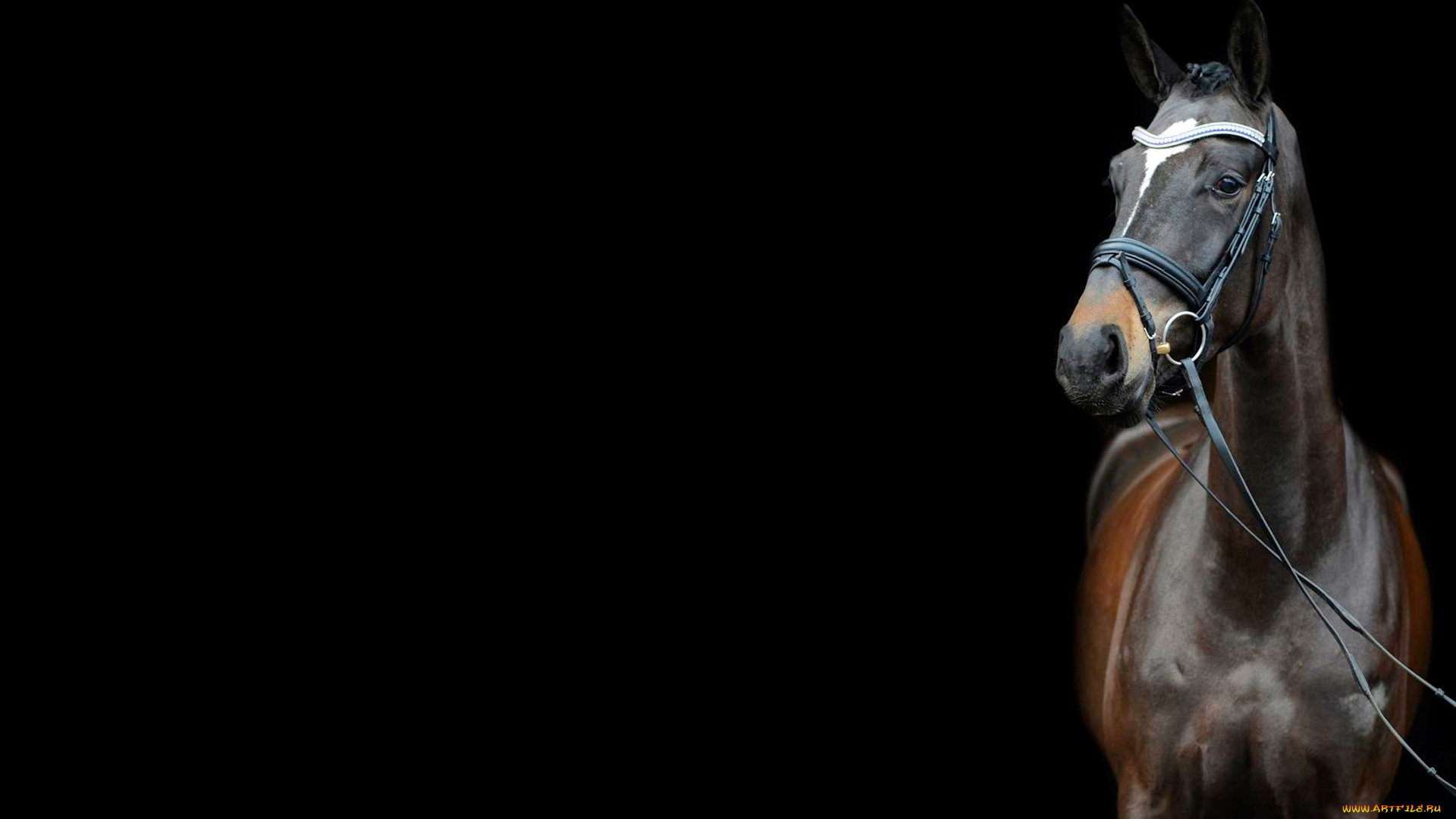 животные, лошади, лошадь, уздечка