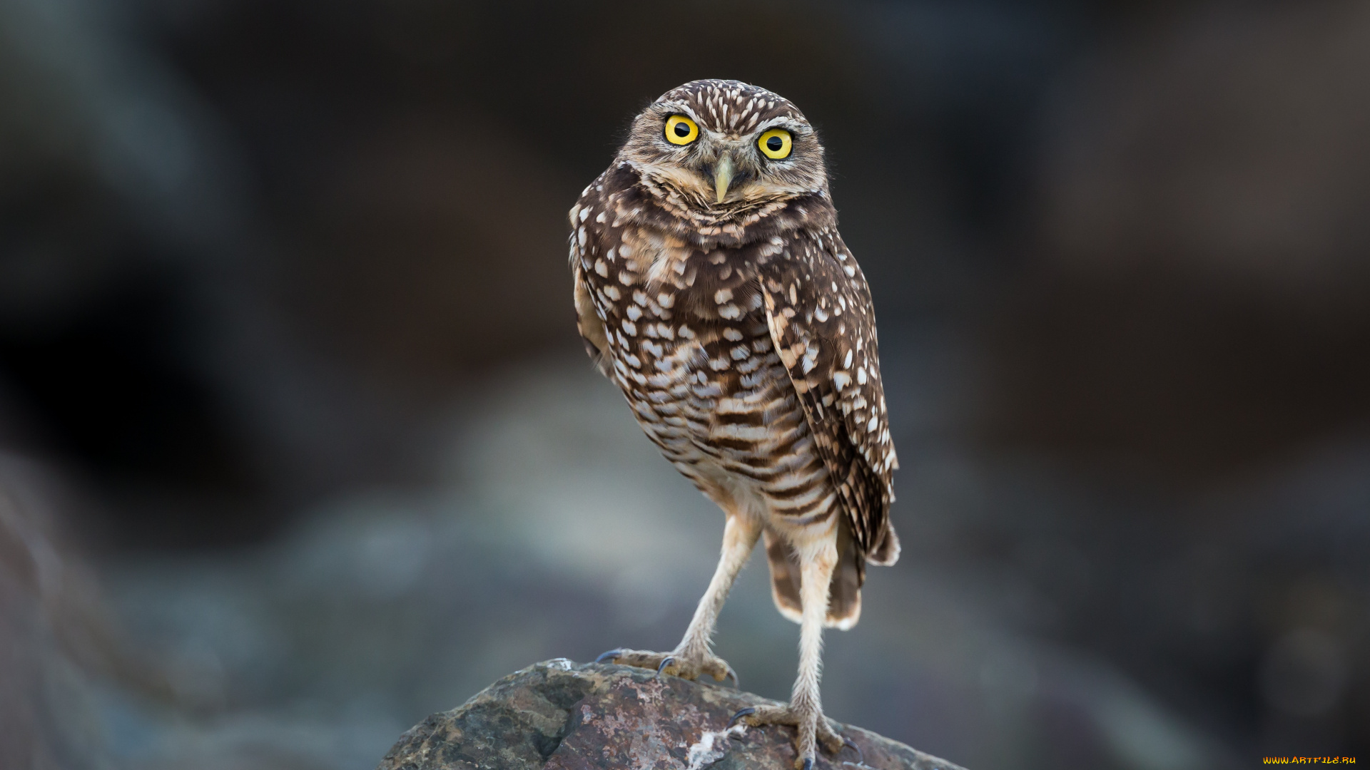 животные, совы, сова