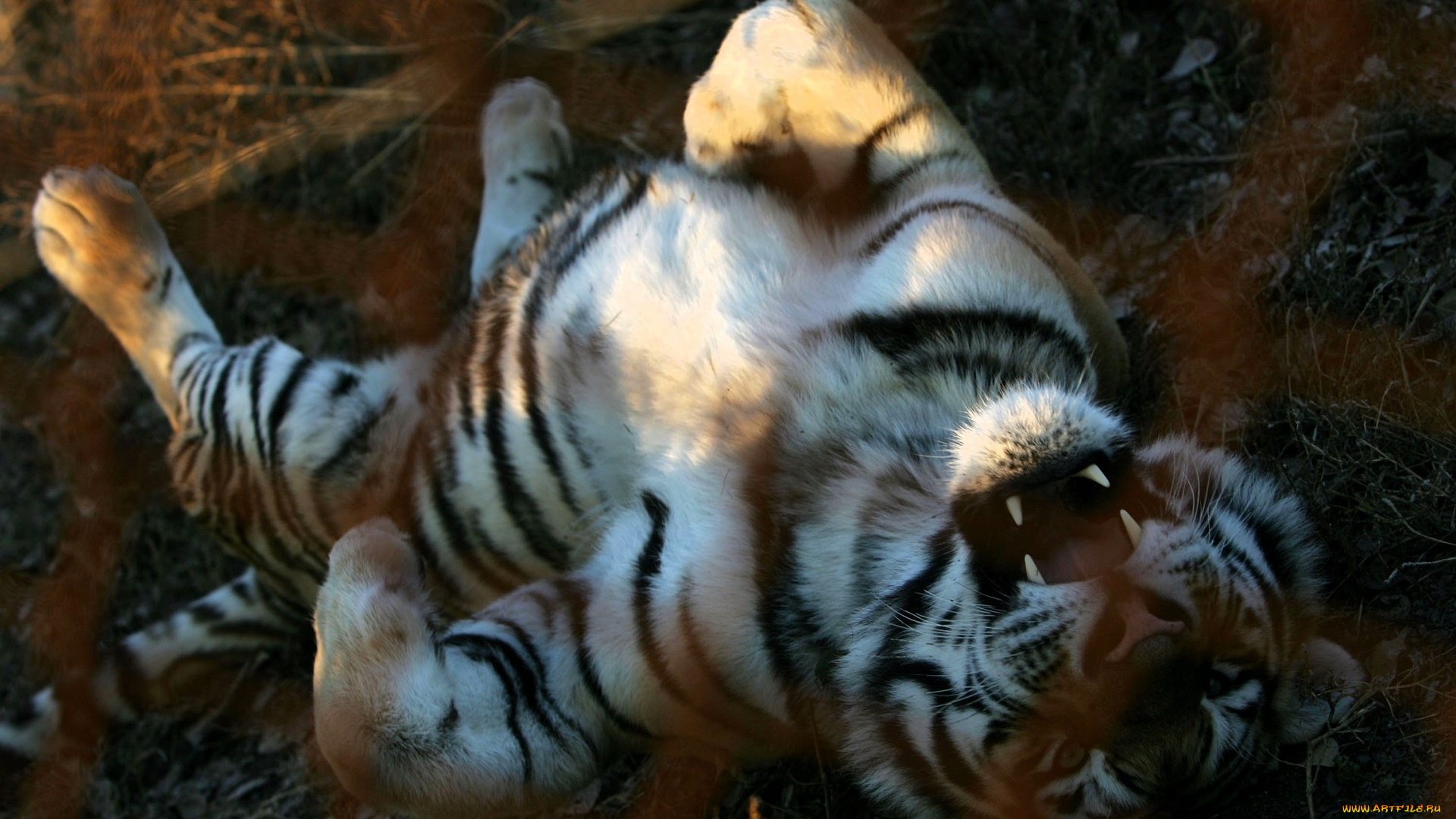 животные, тигры, тигр, осень