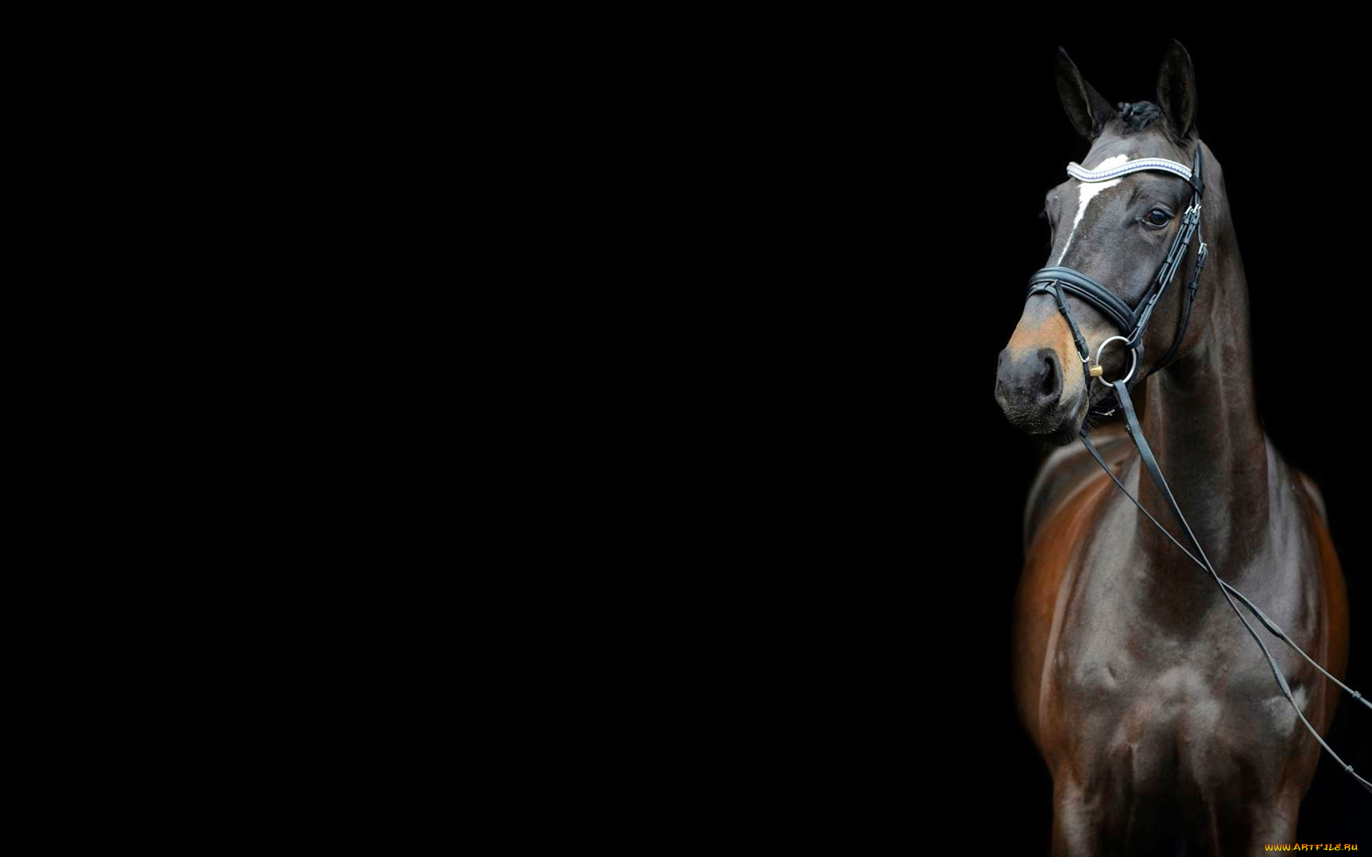 животные, лошади, лошадь, уздечка