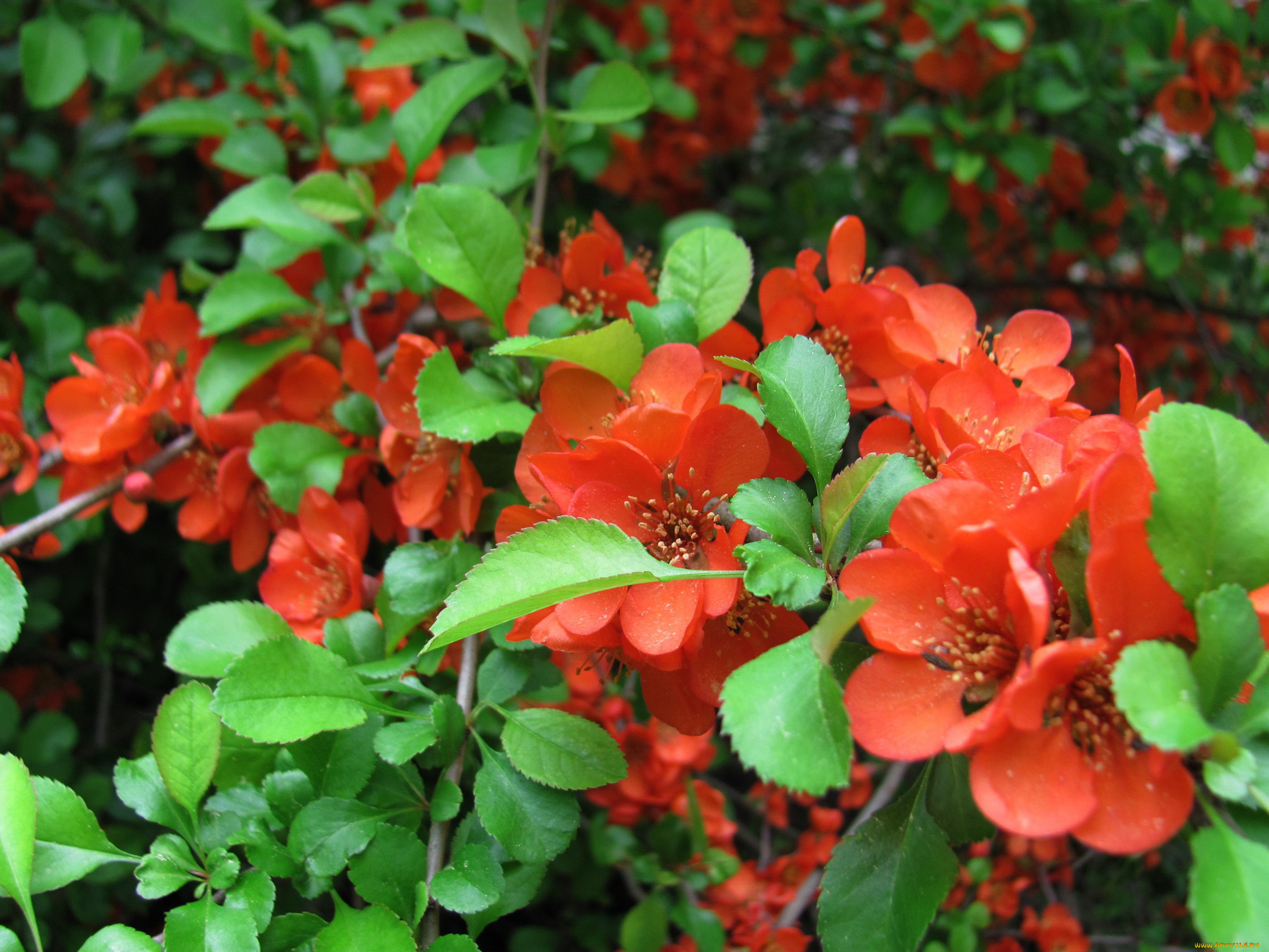 цветы, айва, алый