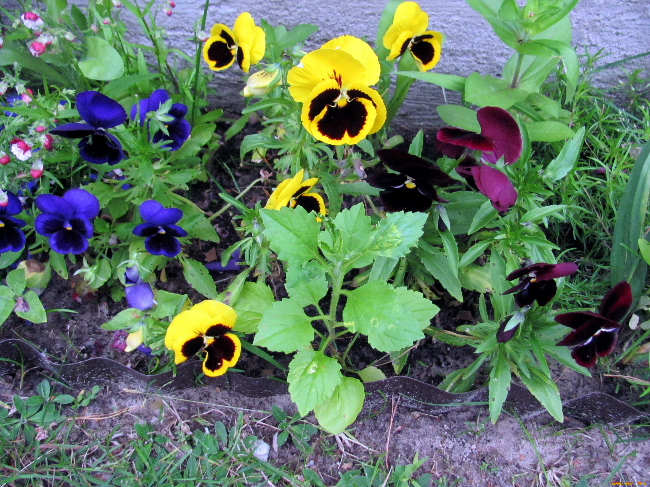 цветы, анютины, глазки, , садовые, фиалки, разноцветные