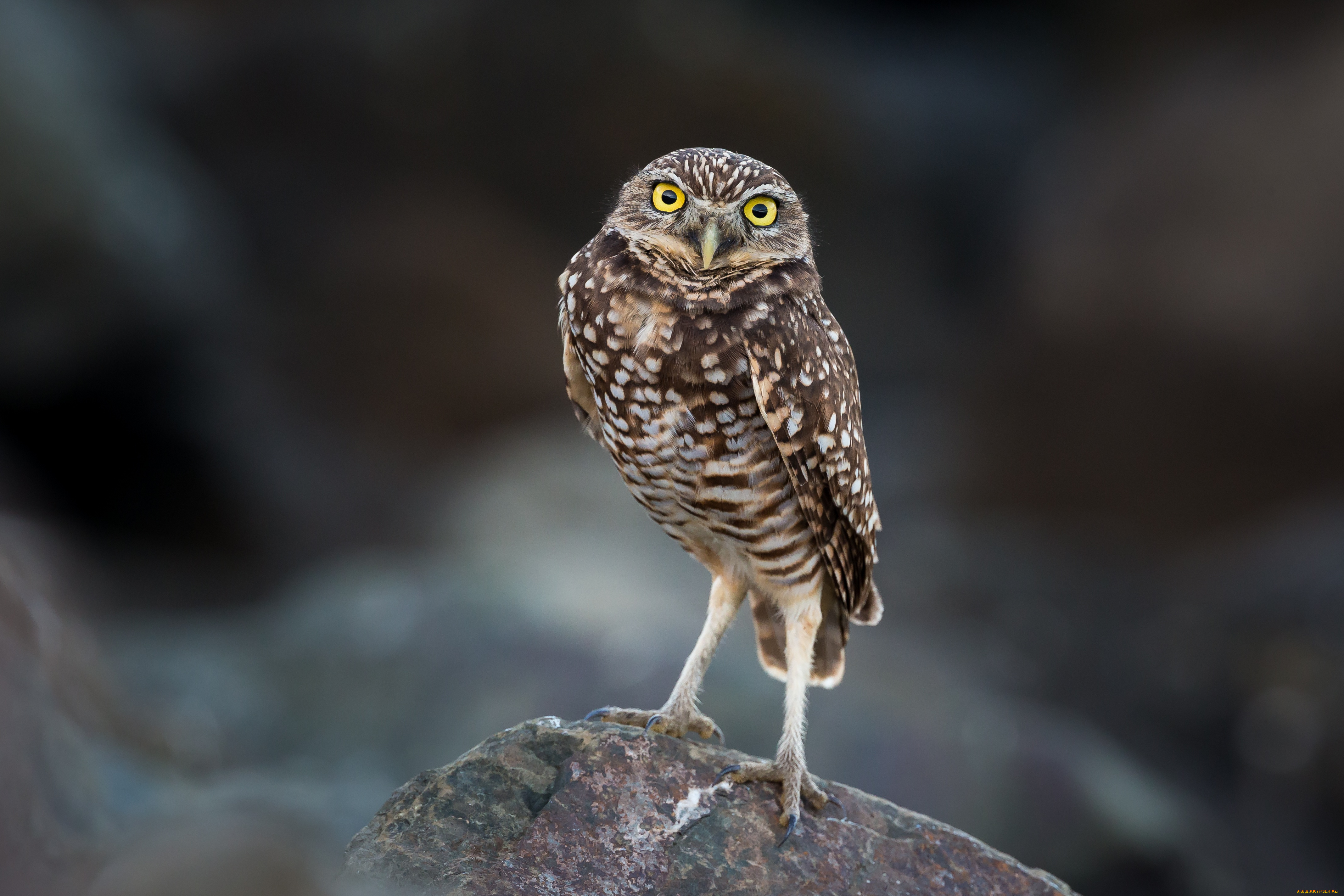 животные, совы, сова