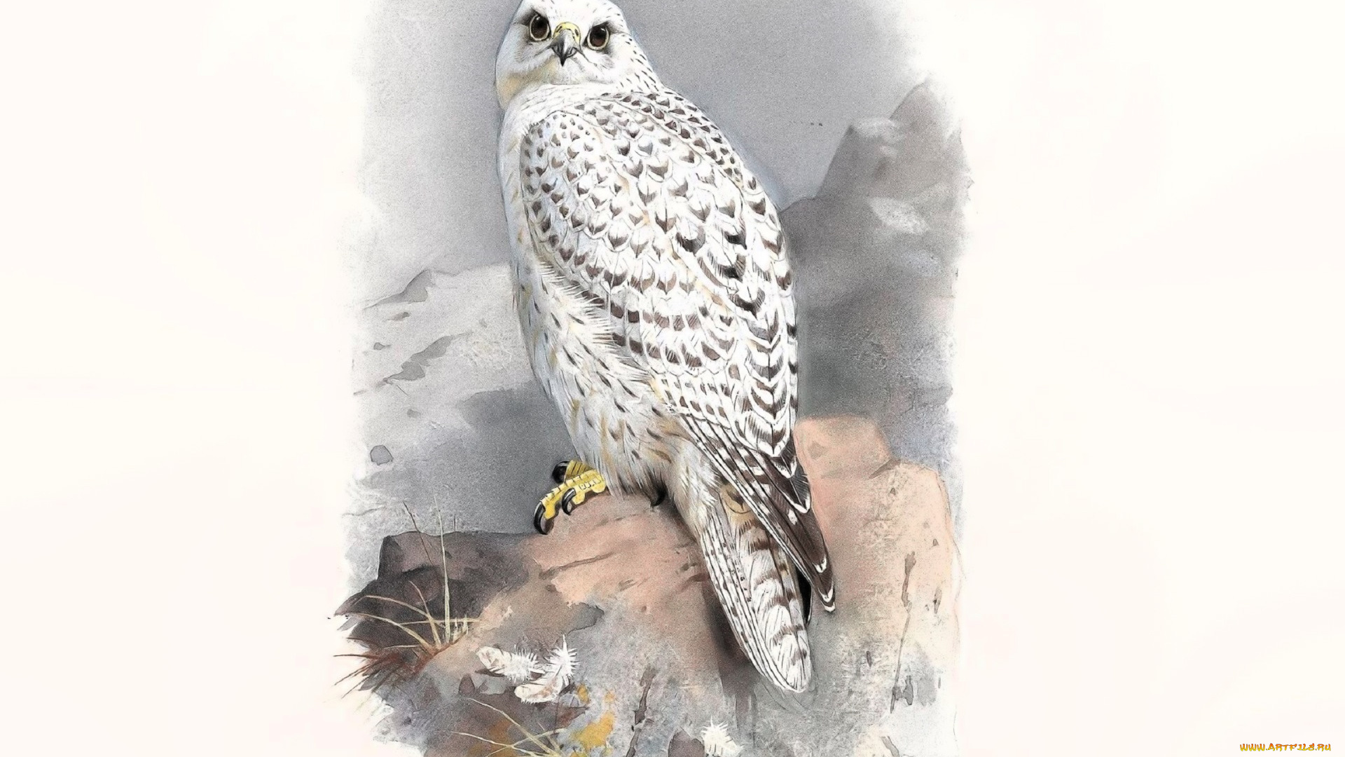 рисованное, archibald, thorburn, сокол, скалы