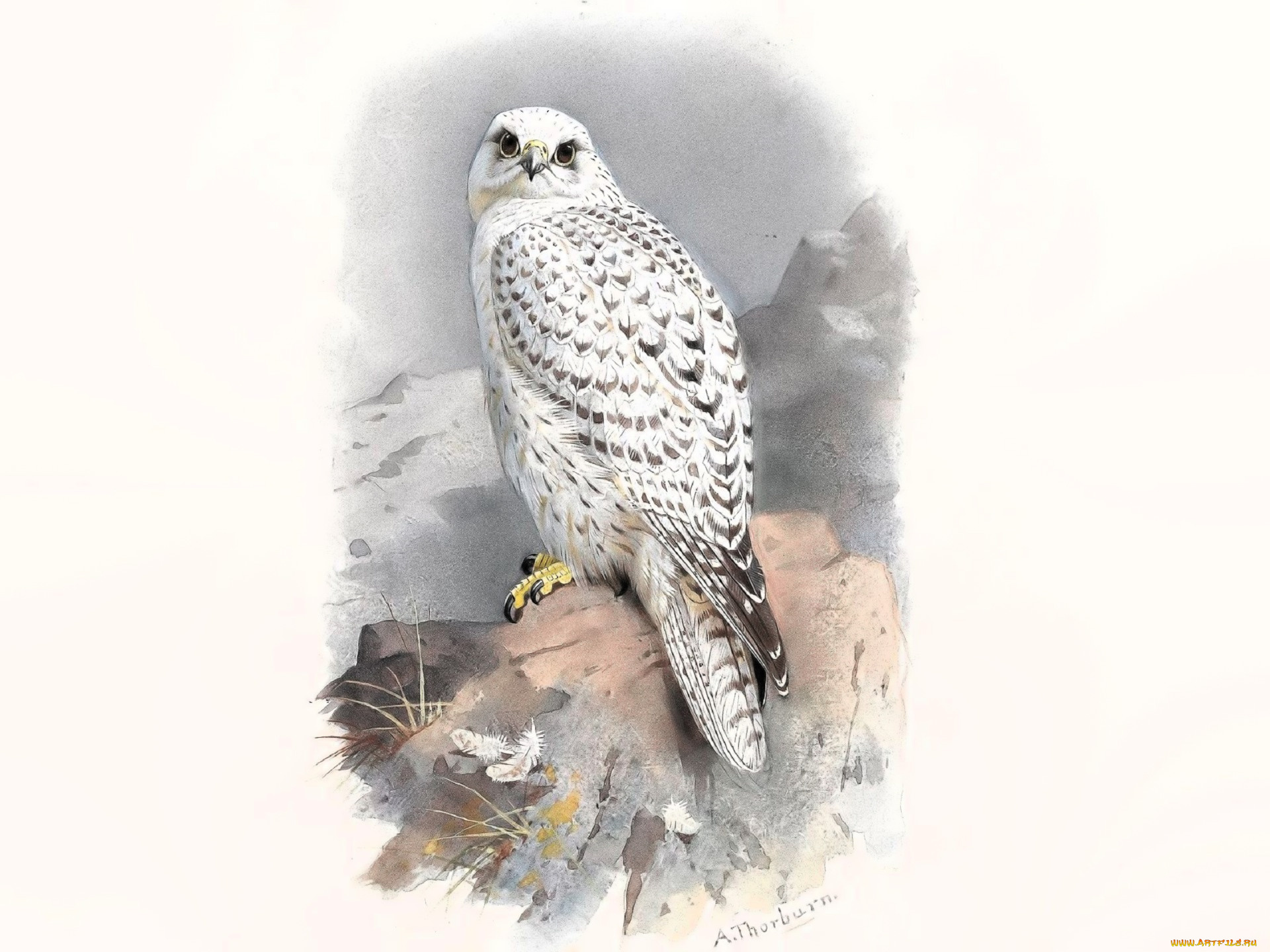 рисованное, archibald, thorburn, сокол, скалы