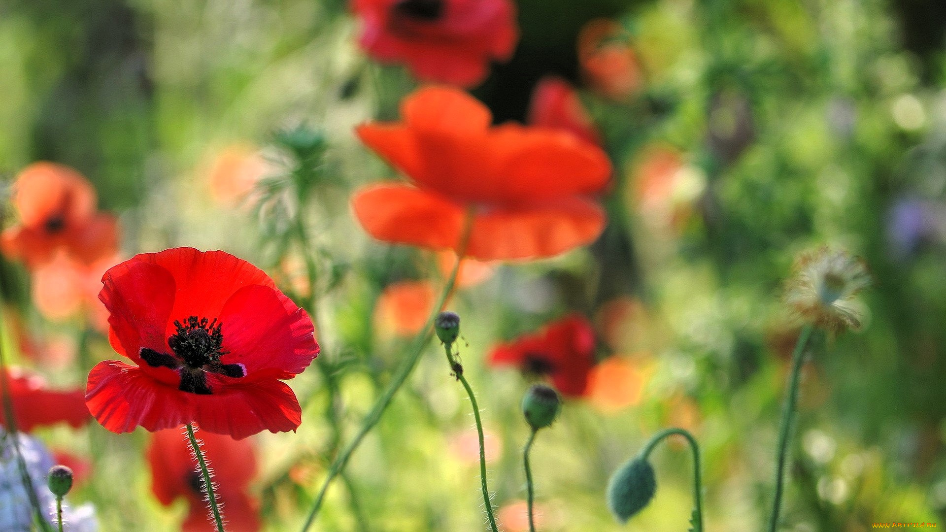 цветы, маки, красные, бутоны