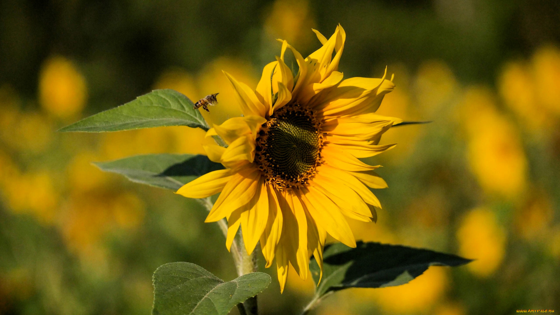 цветы, подсолнухи, подсолнух, пчела