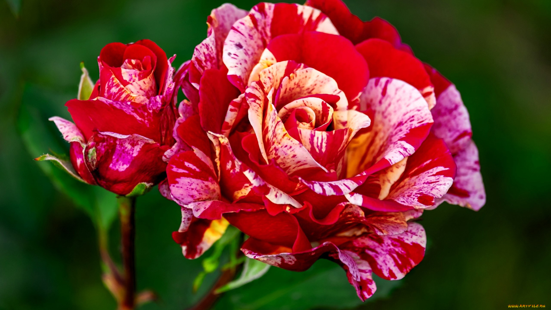 цветы, розы, бутон