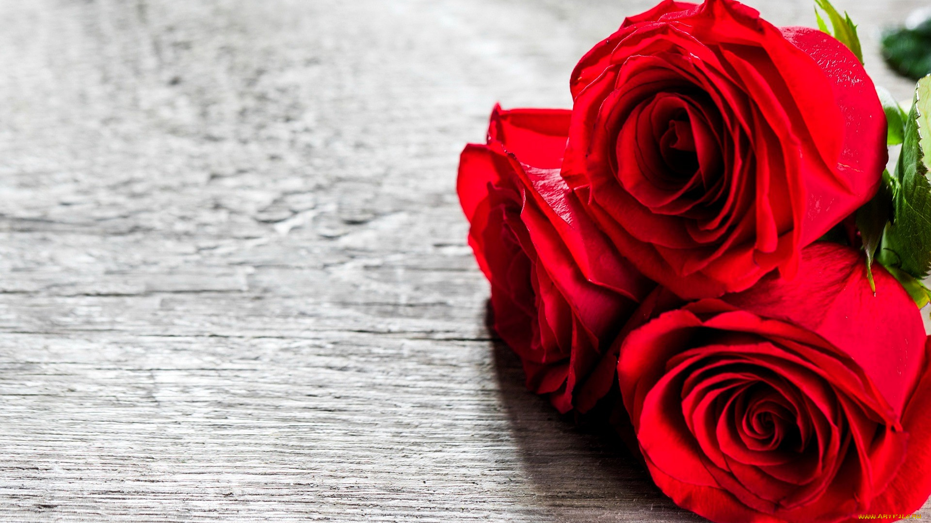 цветы, розы, красные