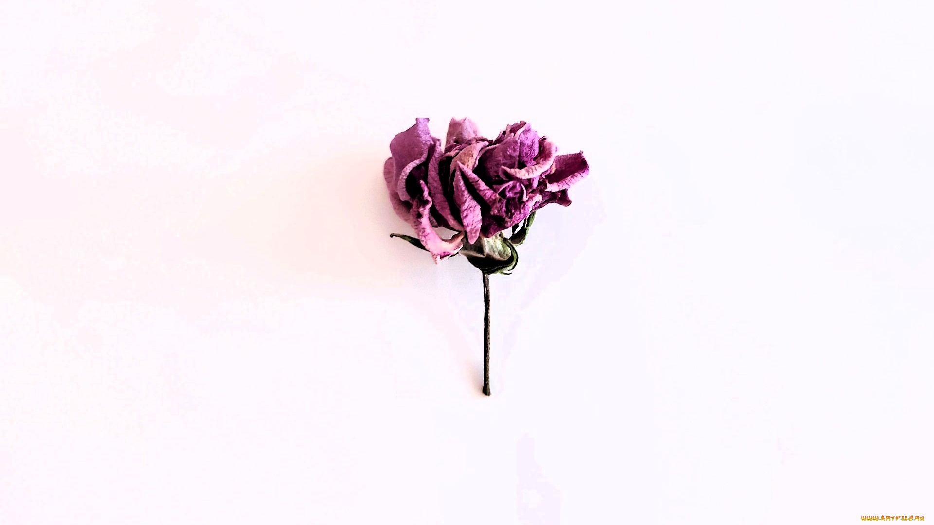 цветы, розы, роза, сухая, бутон