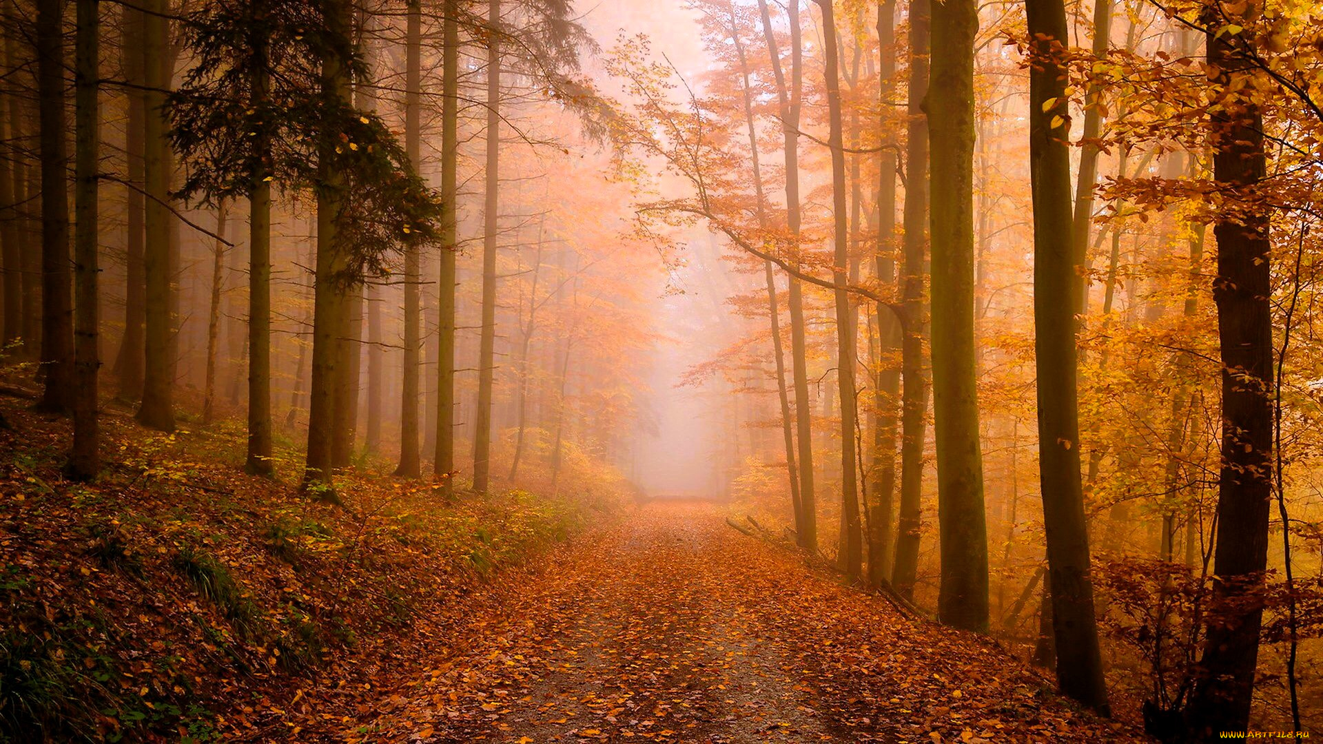 природа, дороги, лес, осень, дорога, туман, листья