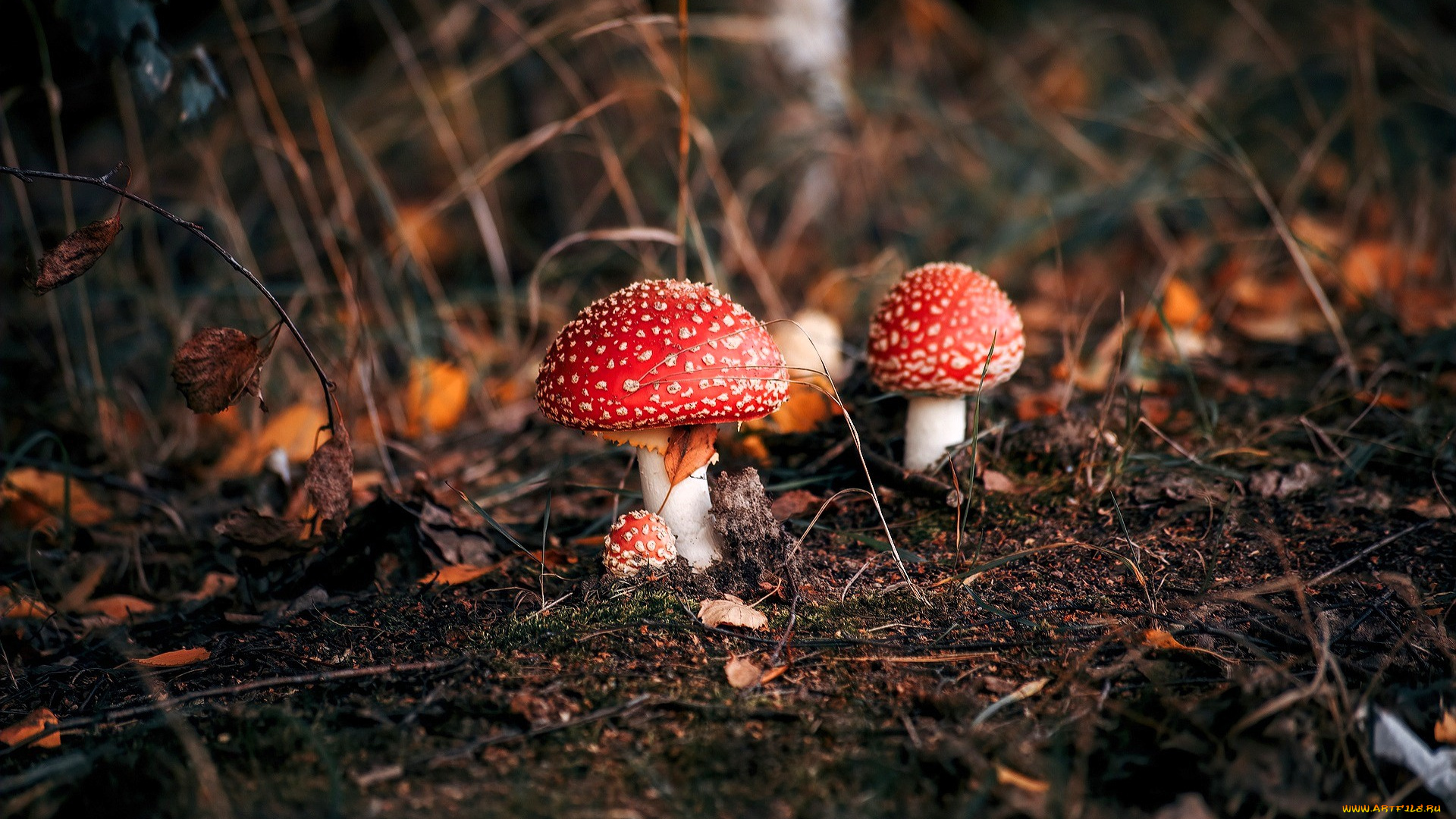 природа, грибы, , мухомор, мухоморы, трава, листья, осень