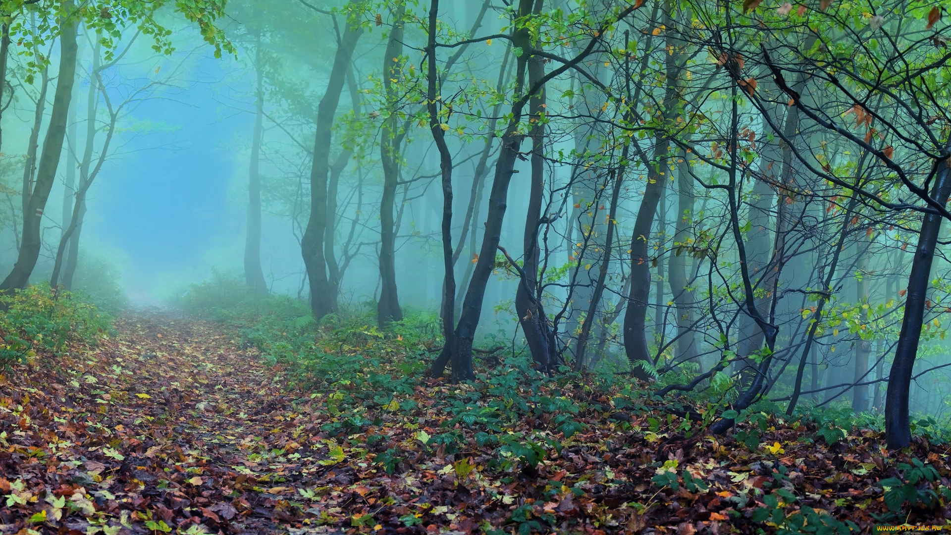 природа, лес, осень, листья, деревья, туман