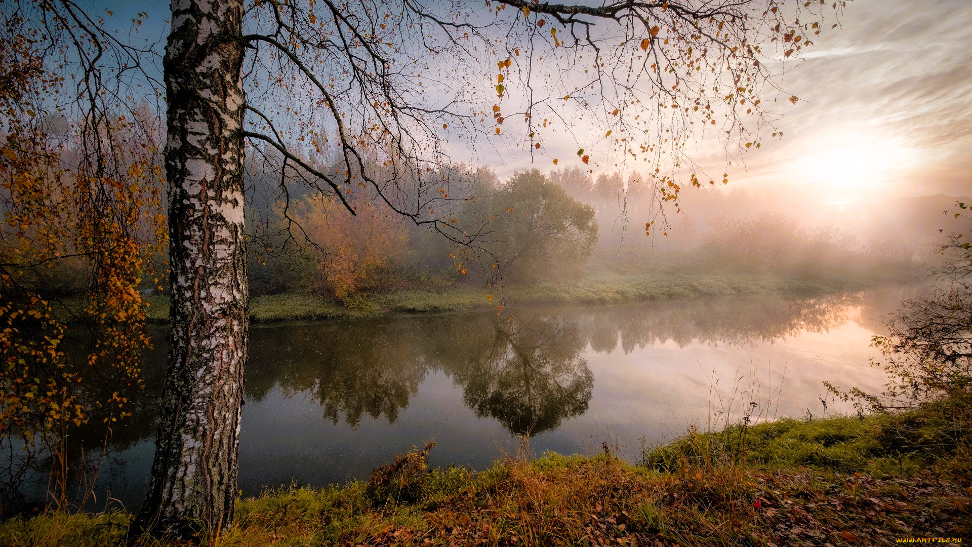 природа, реки, озера, лес, береза, листья, река, осень, туман