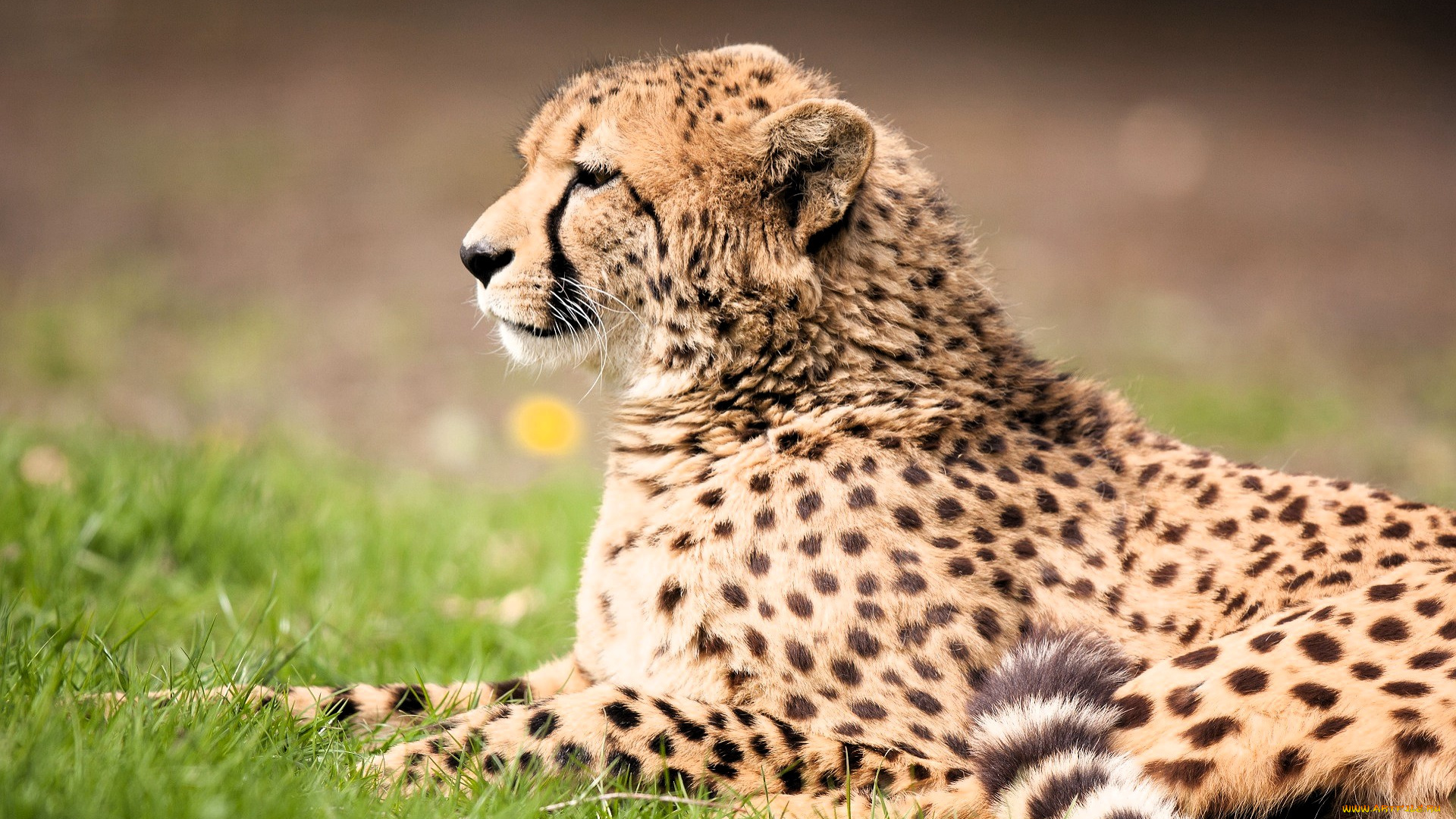 животные, гепарды, гепард, трава, лужайка