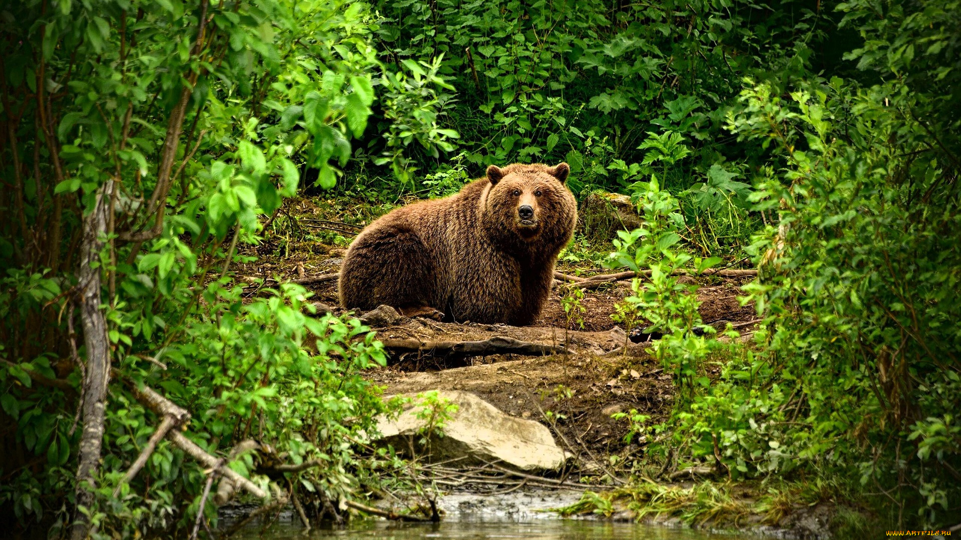 животные, медведи, медведь, бурый, река, лес