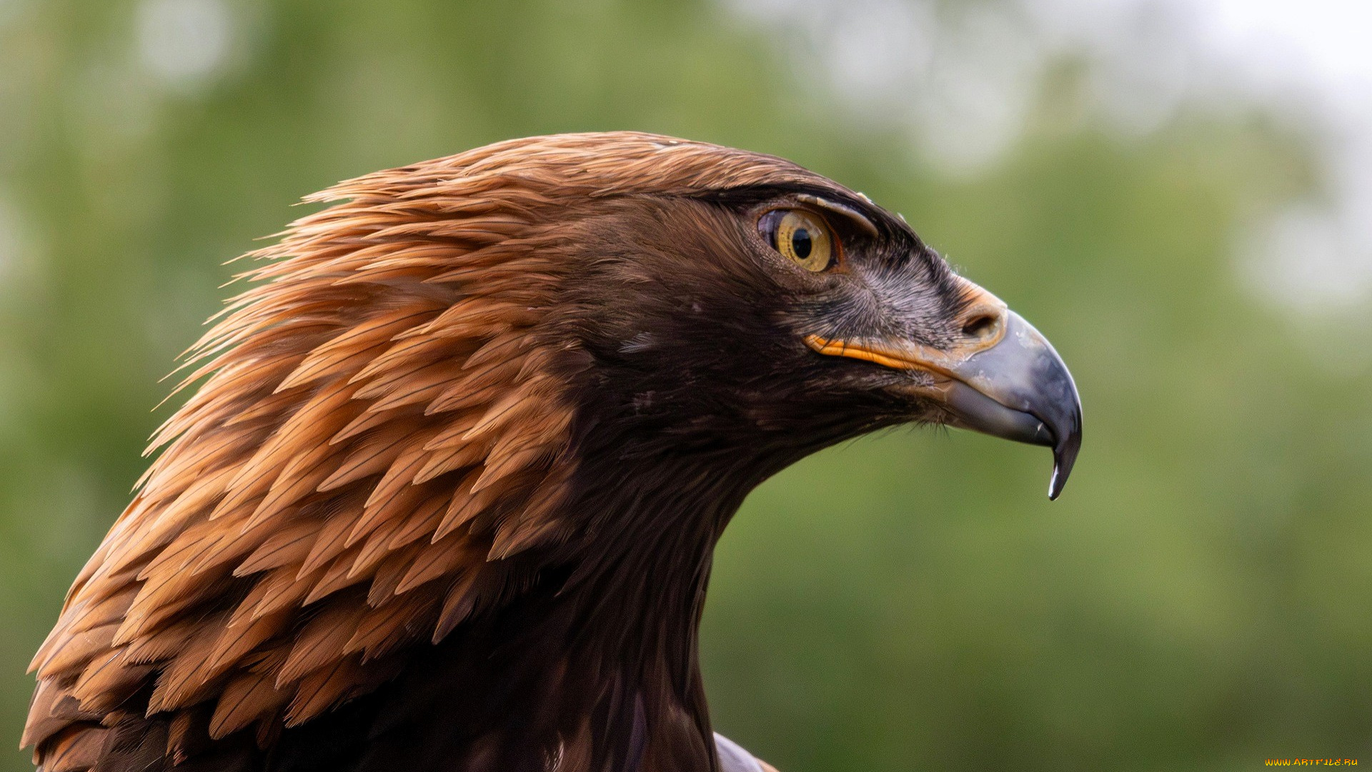 животные, птицы, -, хищники, орел, голова, беркут