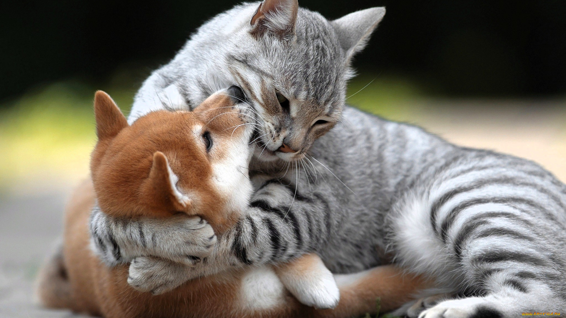 животные, разные, вместе, кошка, щенок, объятия