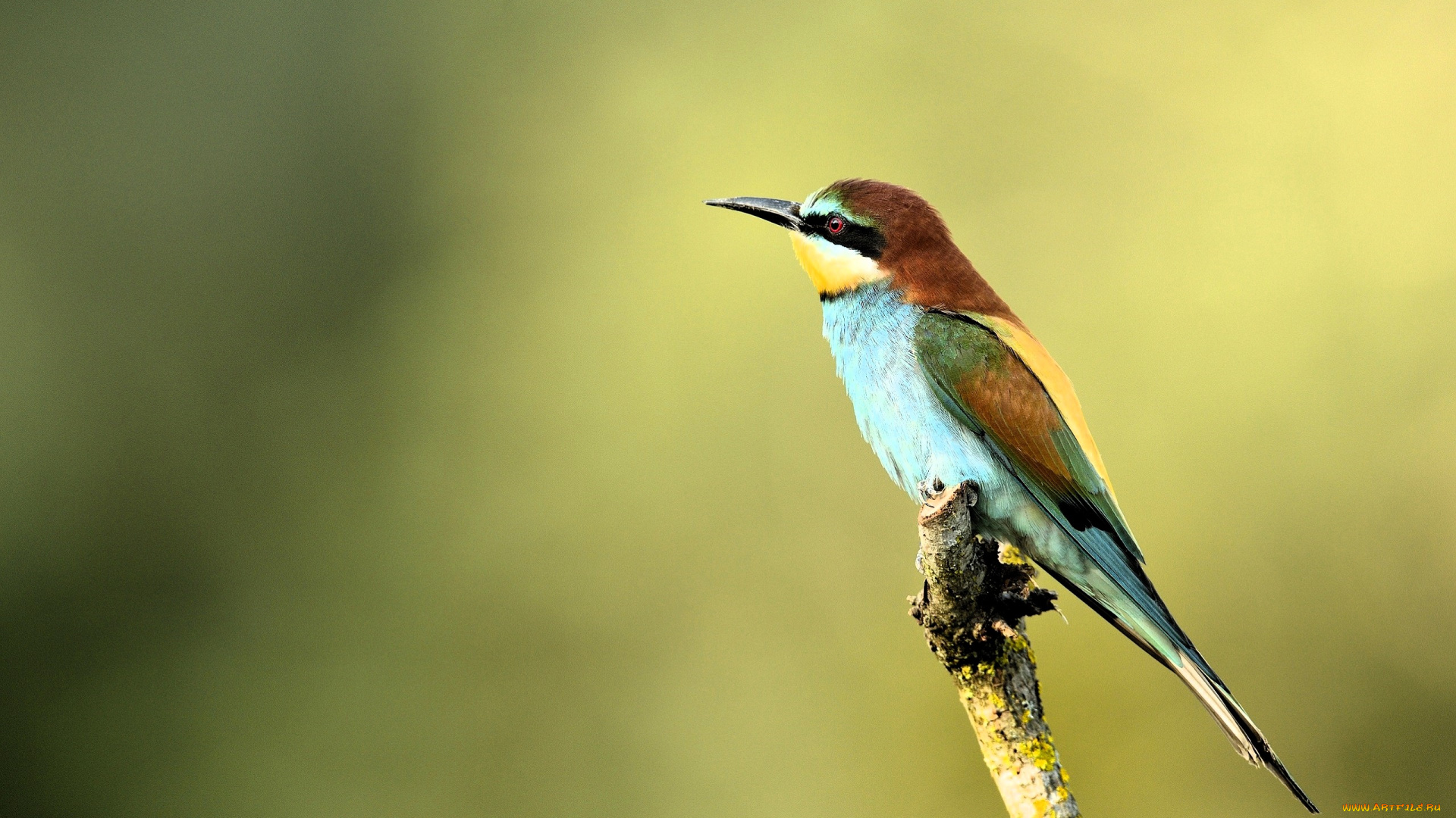 животные, щурки, , пчелоеды, птица, щурка, сук