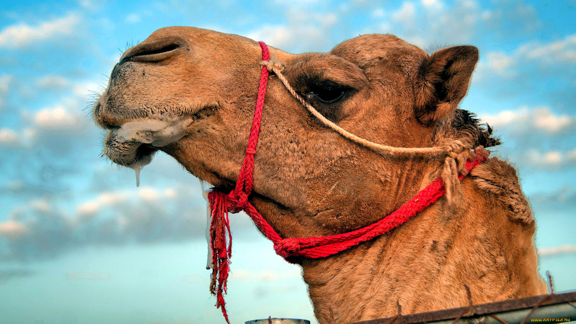 животные, верблюды, верблюд, голова, уздечка