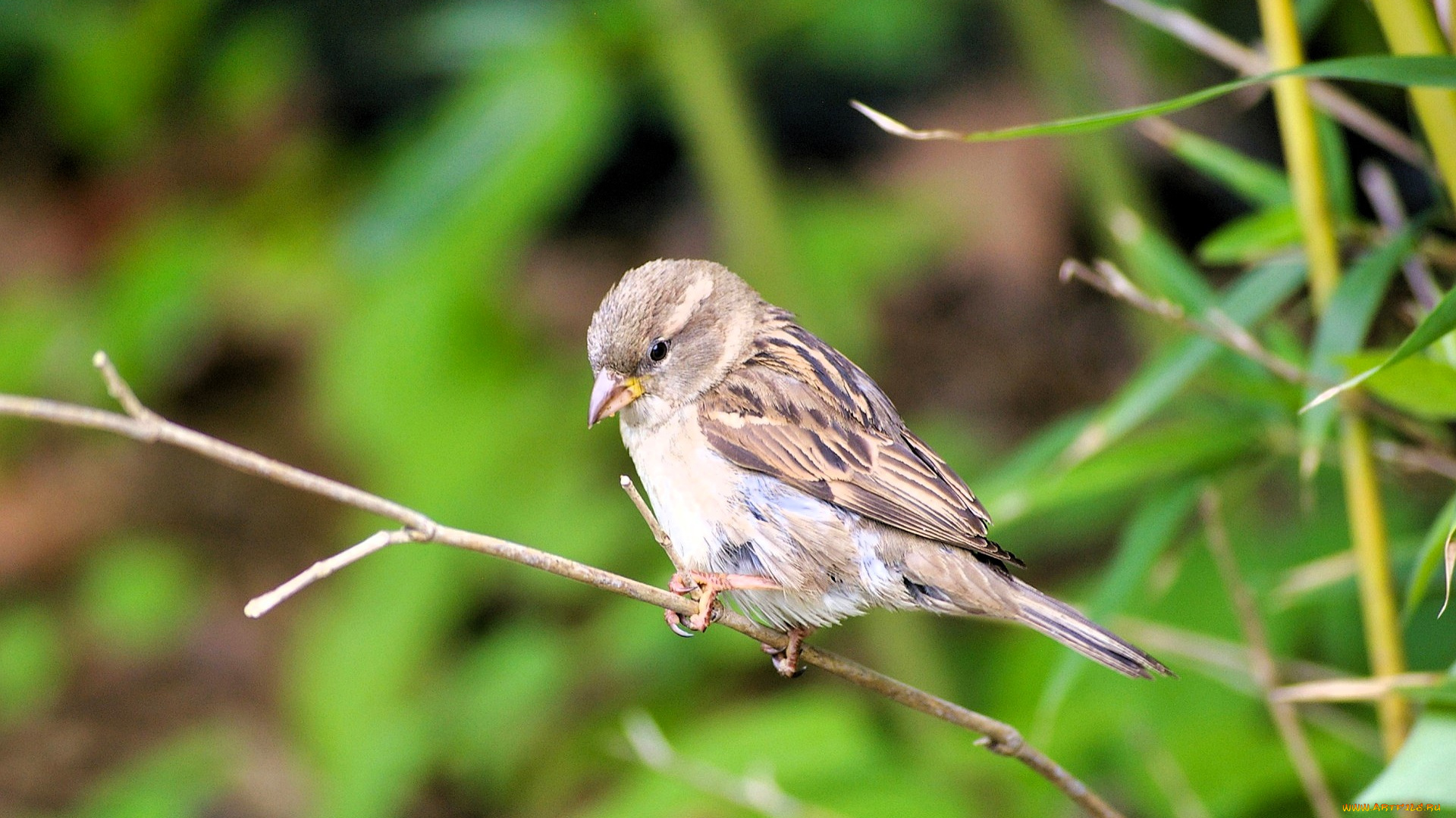 животные, воробьи, воробей, ветка, птица, куст